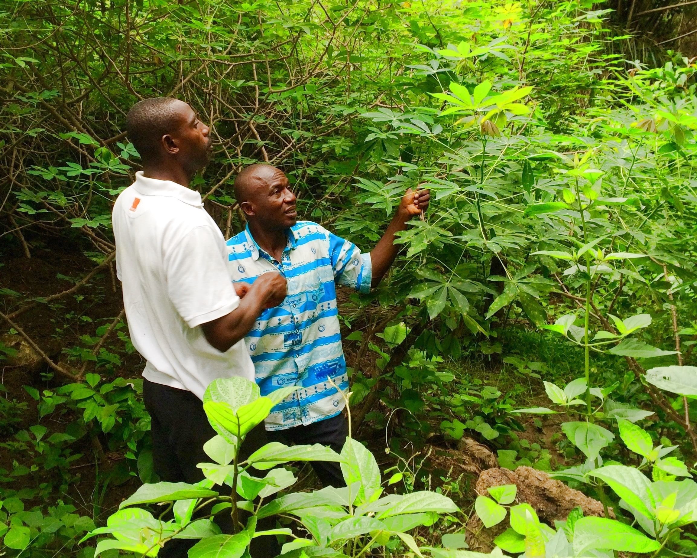 Moise Ebongue und Emmanuel Elong in Moises Maniok-Feldern, die von der großen Socapalm-Plantage umgeben sind.
