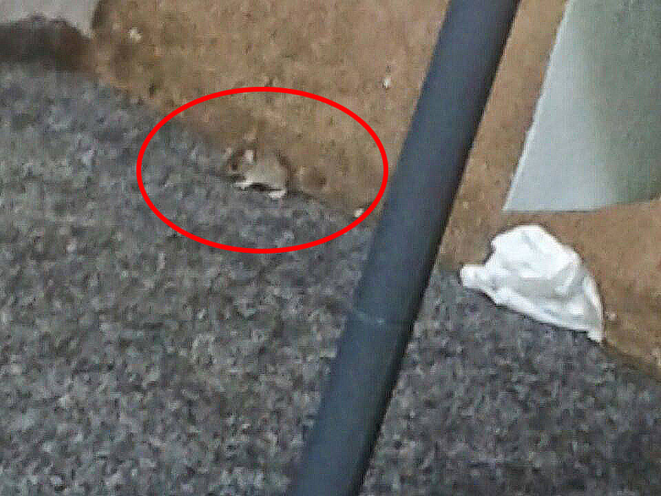 Mäuse haben Sami Badr das Leben im Flüchtlingslager zur Qual gemacht.
