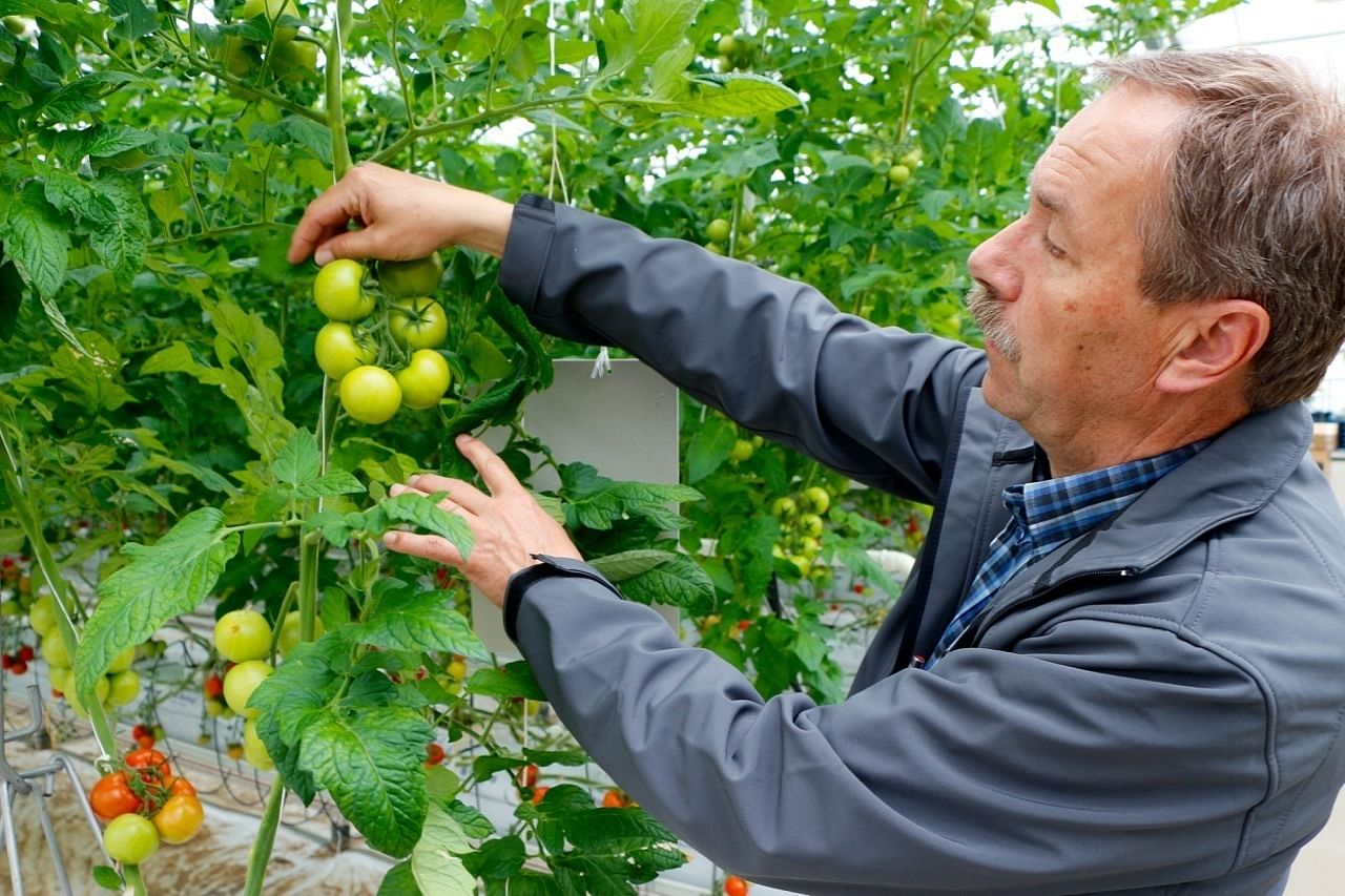 350 Tonnen Tomaten will Klaus Henschel bis November ernten.