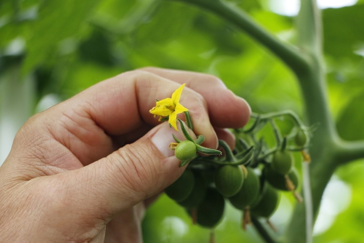 Klaus Henschel kontrolliert anhand brauner Stellen, ob die Tomatenblüte schon von einer Hummel bestäubt wurde.