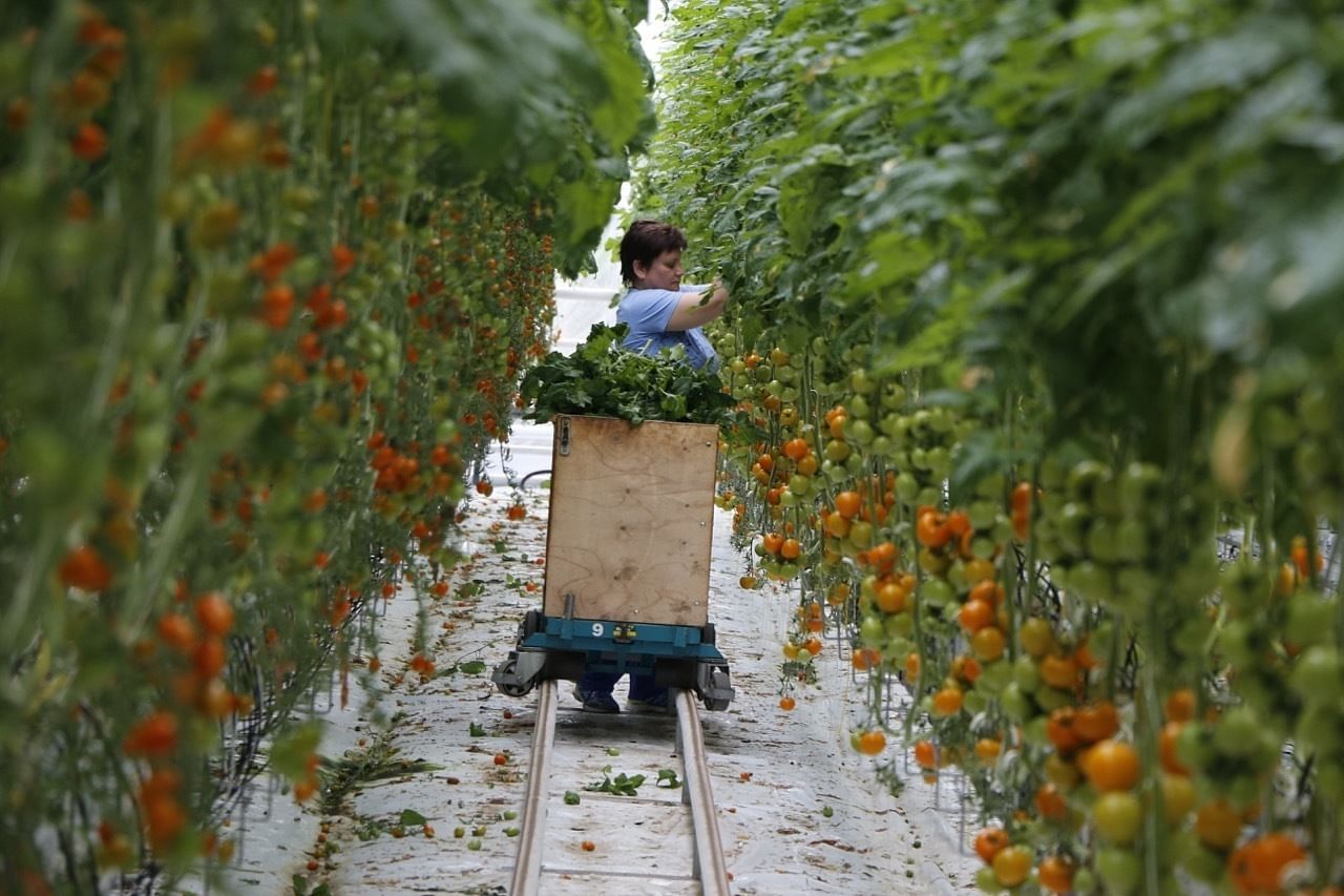 Der Tomatenanbau im Gewächshaus ist sehr arbeitsintensiv.