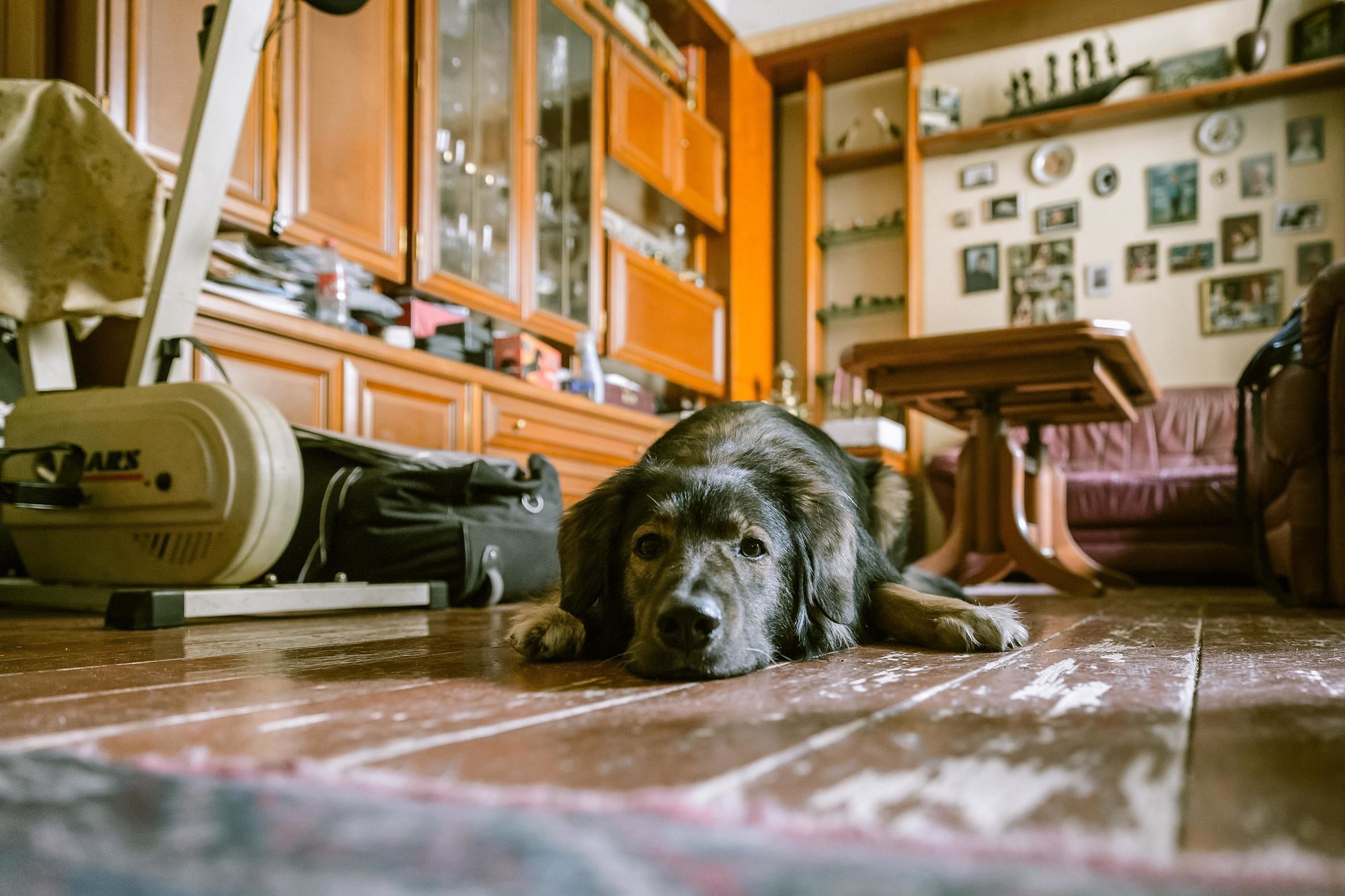 Für viele Halter sind Haustiere Familienersatz. Auch Andrea wäre ohne ihre beiden Hunde und Katzen vor allem eines: einsam.