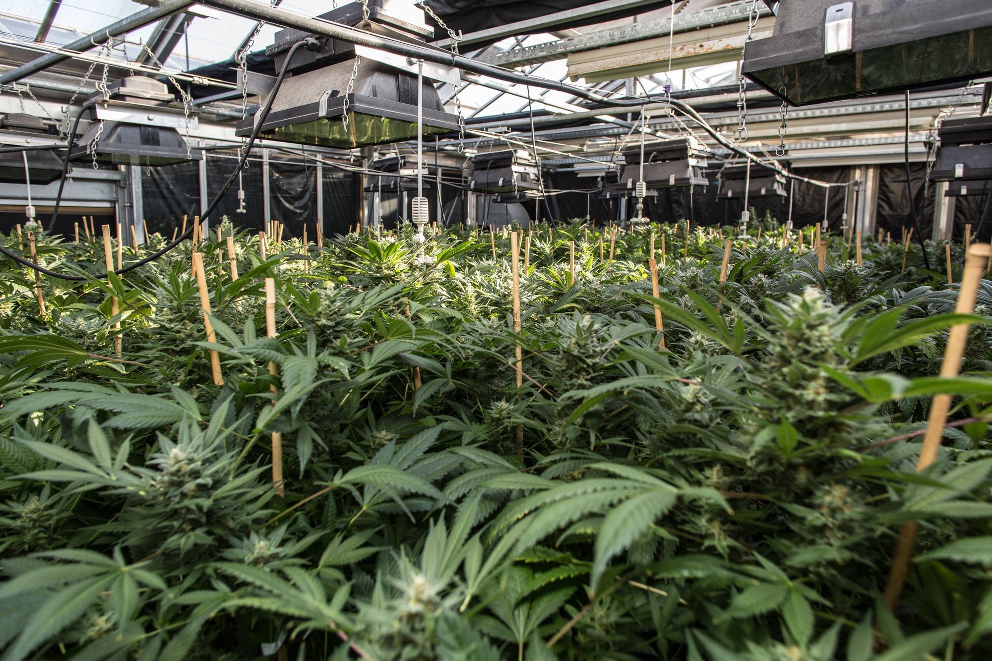 Unter strengsten Sicherheitsvorkehrungen wird in Wien legal Marihuana gezüchtet. Auch ich als Journalist hatte hier keinen Zutritt.