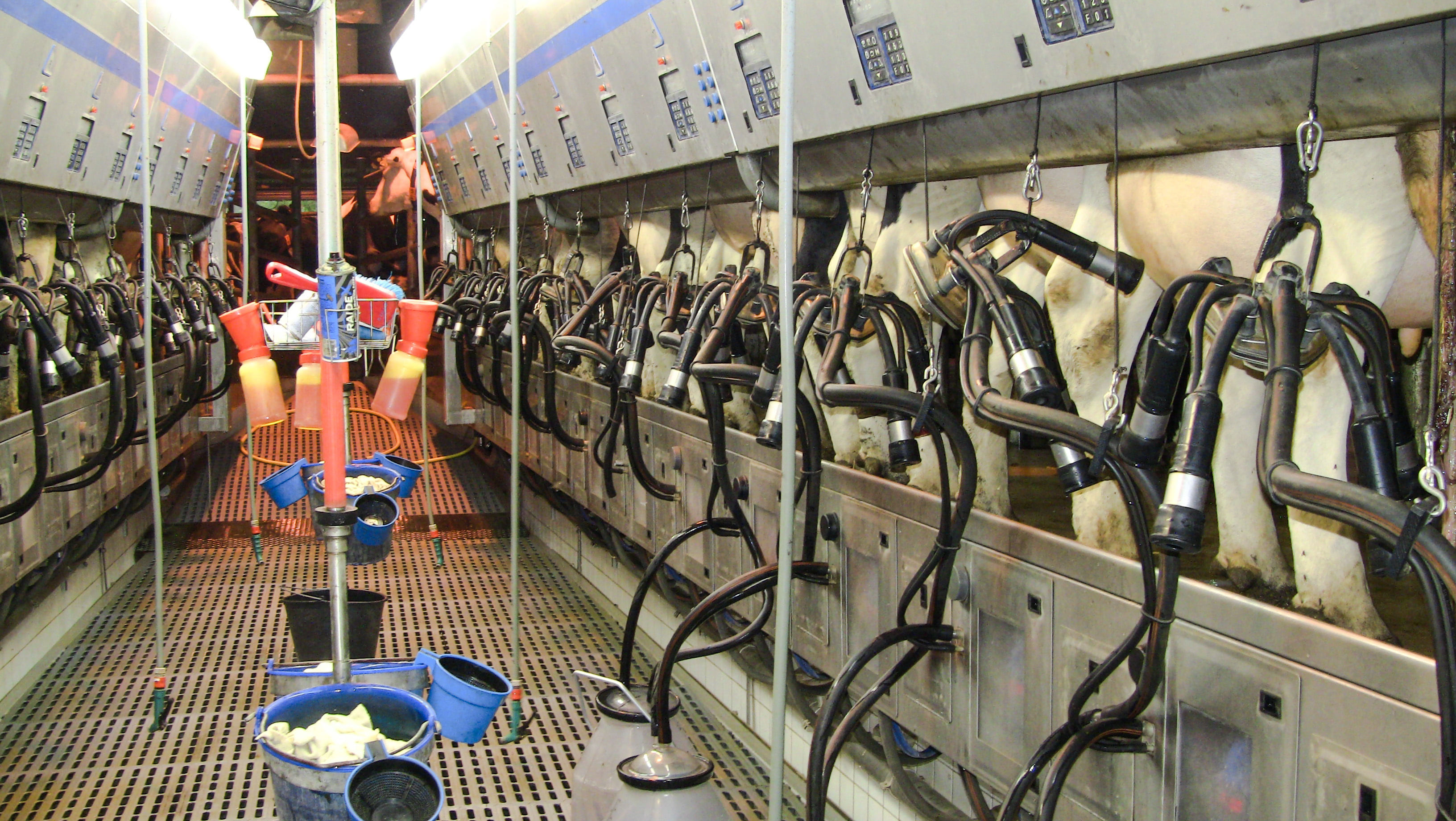 Melkanlage in einem Hochleistungsmilchbetrieb