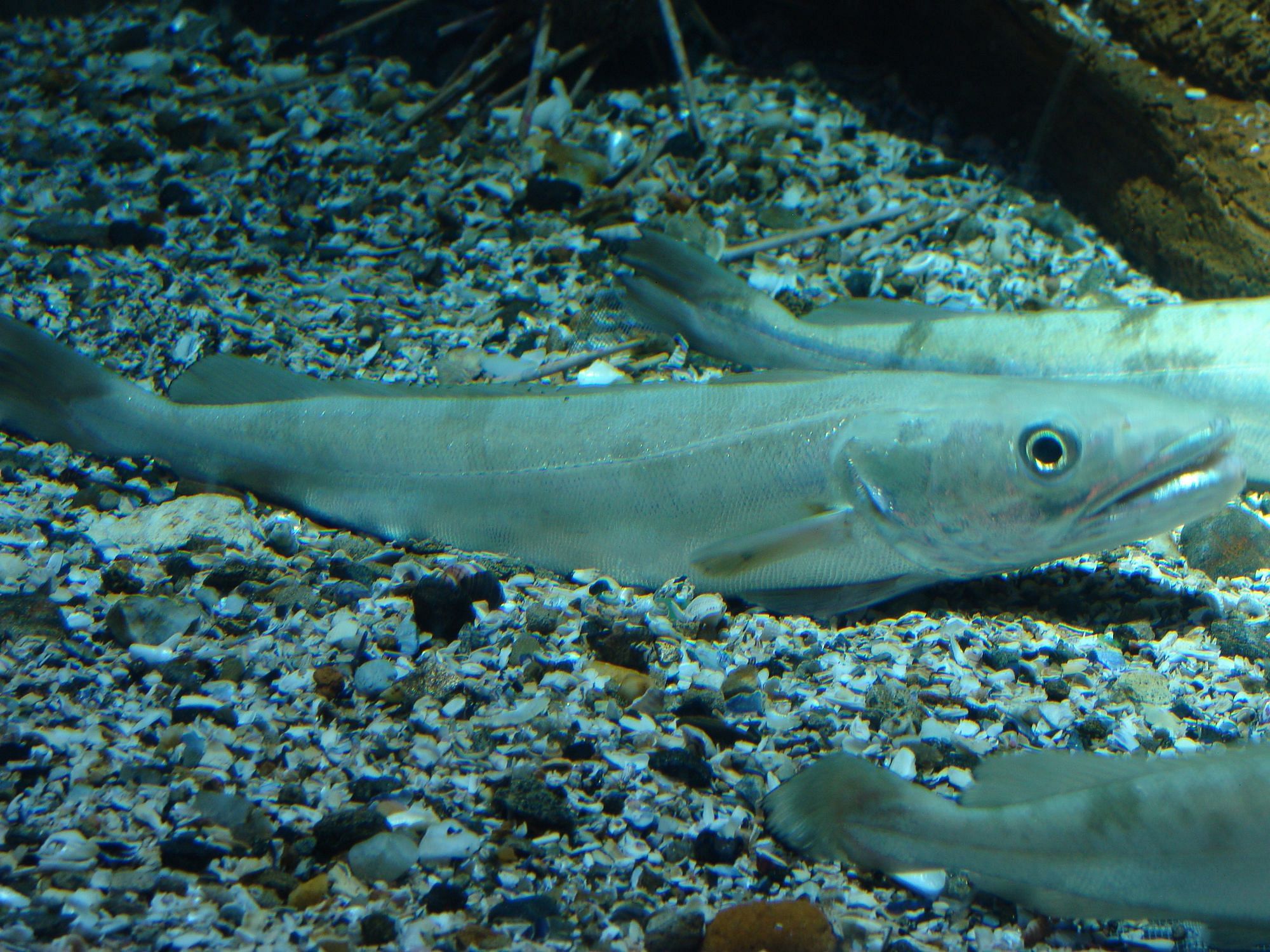 Europäischer Seehecht