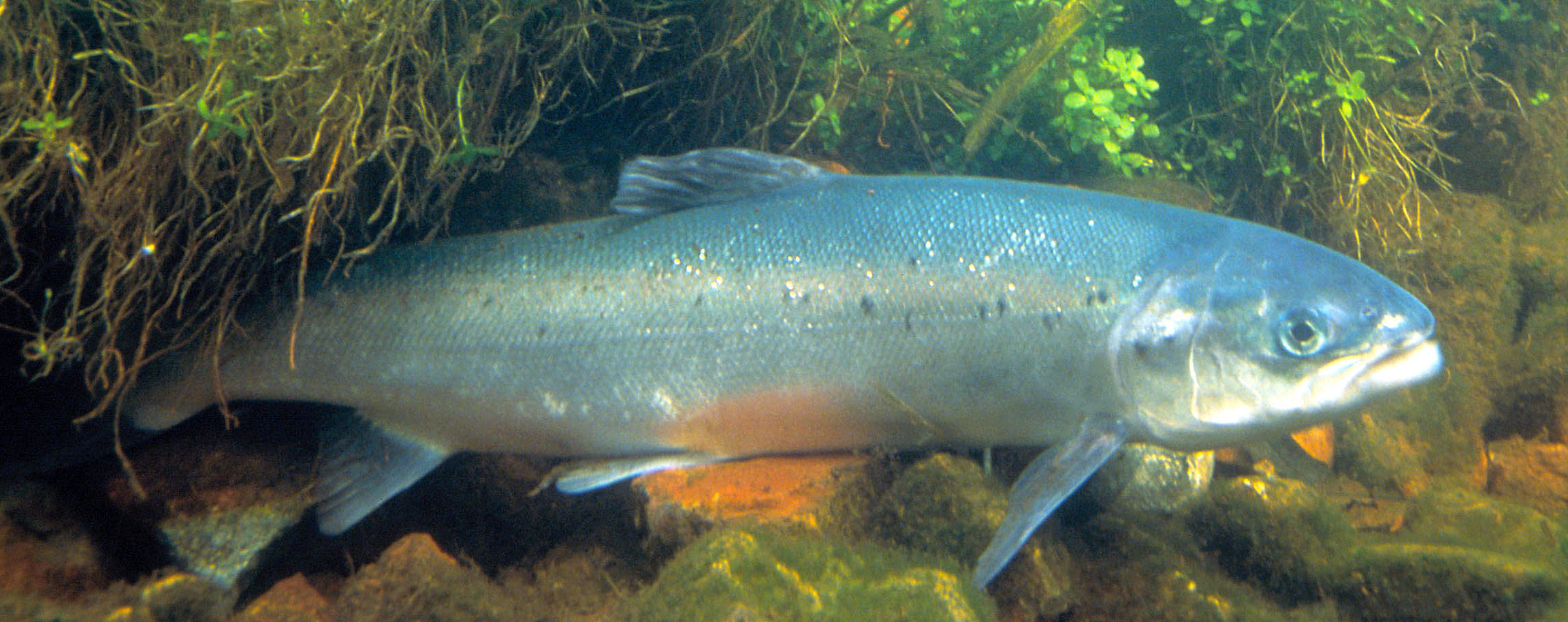 Atlantischer Lachs