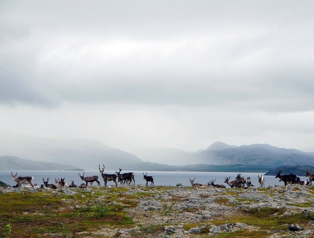 Die Rentiere gehören zur Familie der Hirsche.