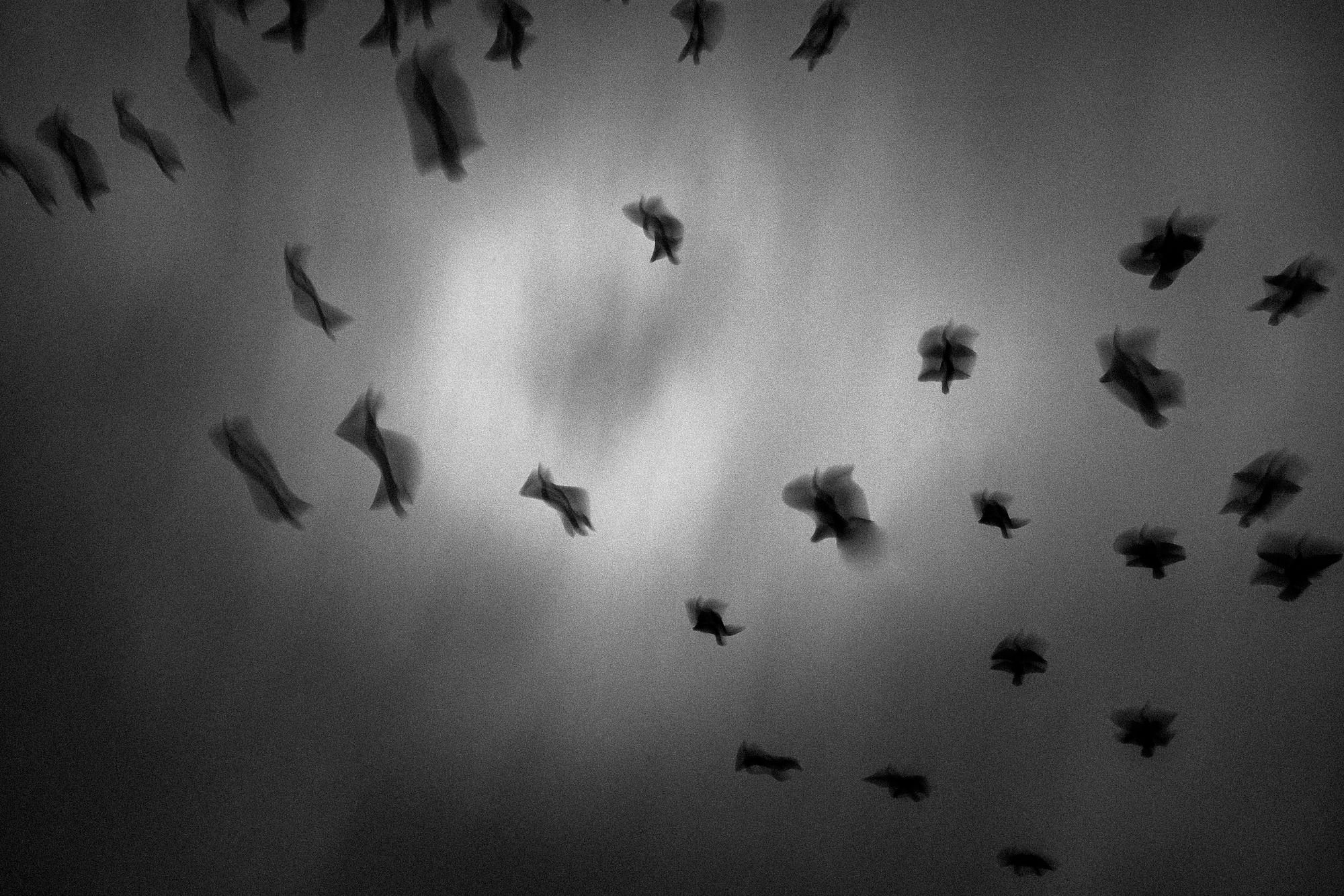 Am Himmel schwirrende Vögel.