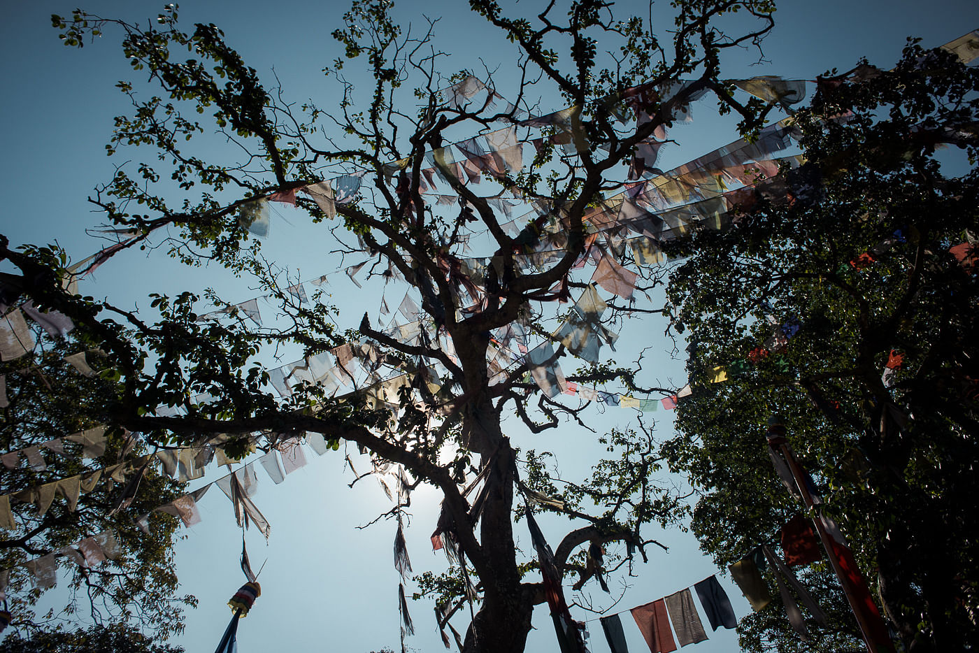 Gebetsfahnen auf einem Baum am Swayambhunath Tempel in Kathmandu, Nepal.