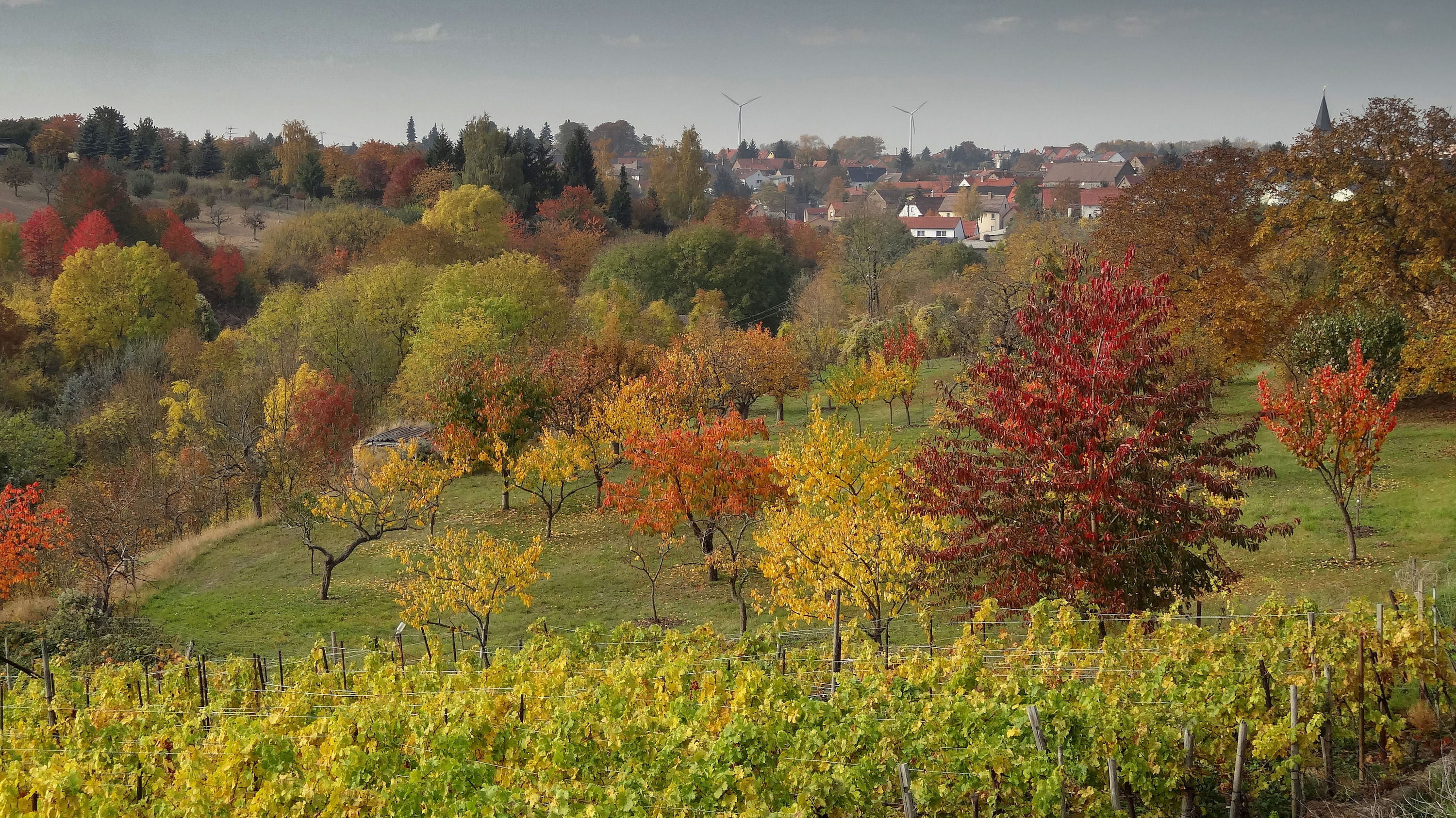 Das Dorf Höhnstedt, zwischen den Städten Halle und Eisleben gelegen, gehört zum Weinbaugebiet Saale-Unstrut.