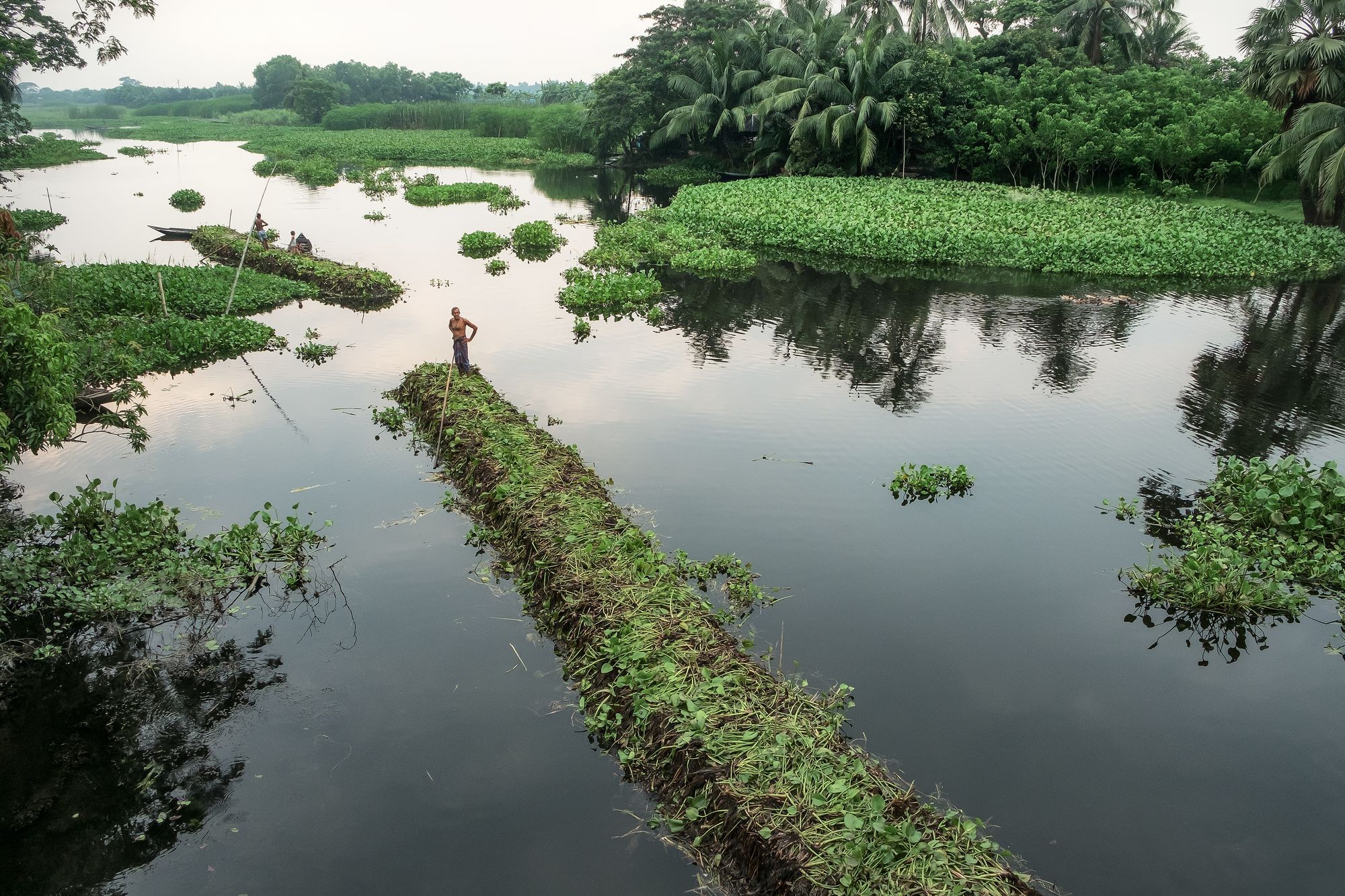 Schwimmende Gärten werden durch die Kanäle einer Agrarregion in Gopalgonj transportiert.