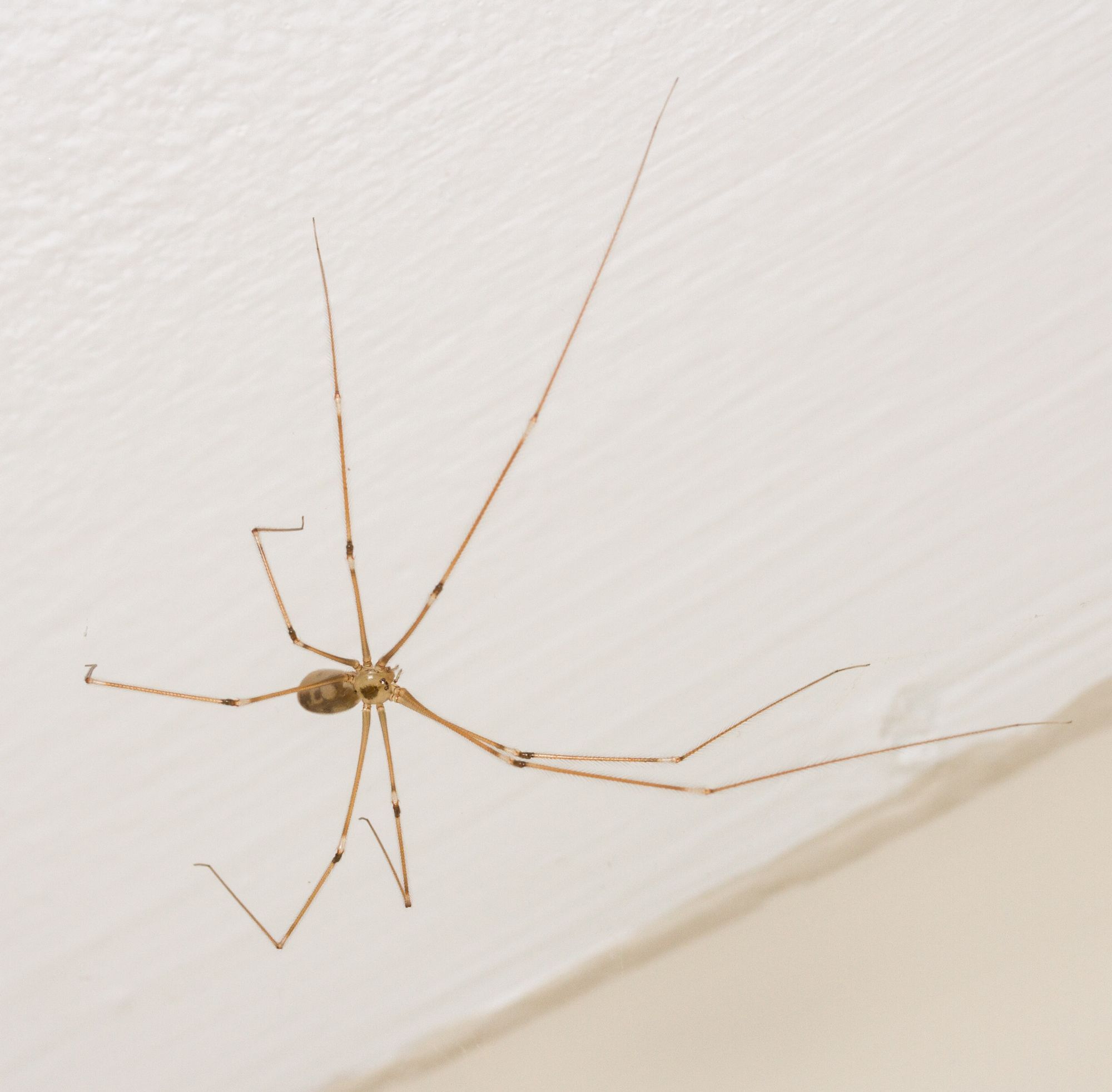 Eine Zitterspinne, die auf Englisch treffend Daddy Longlegs (Papa Langbein) genannt wird.