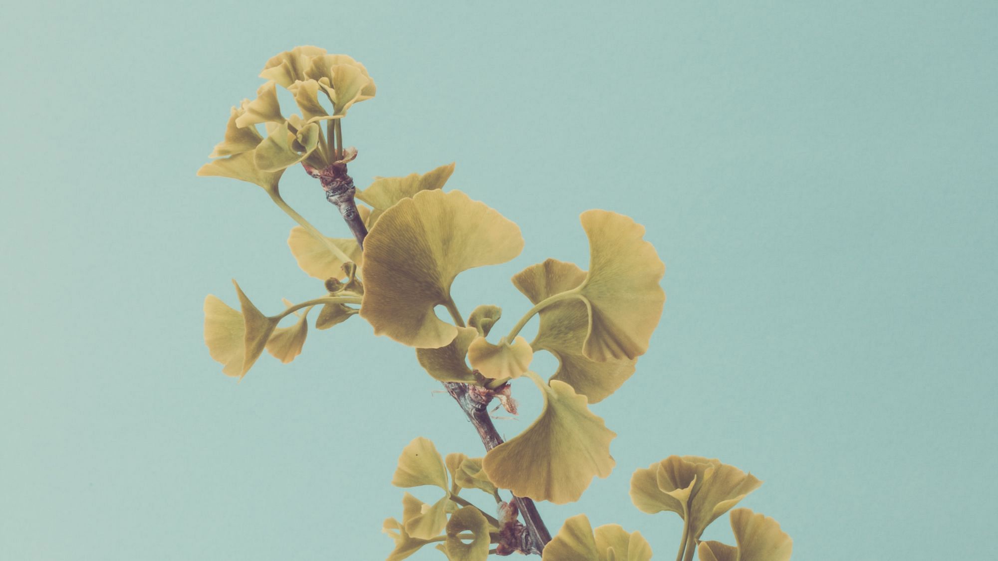 In Düsseldorf wird sogar Ginkgo neu gepflanzt.