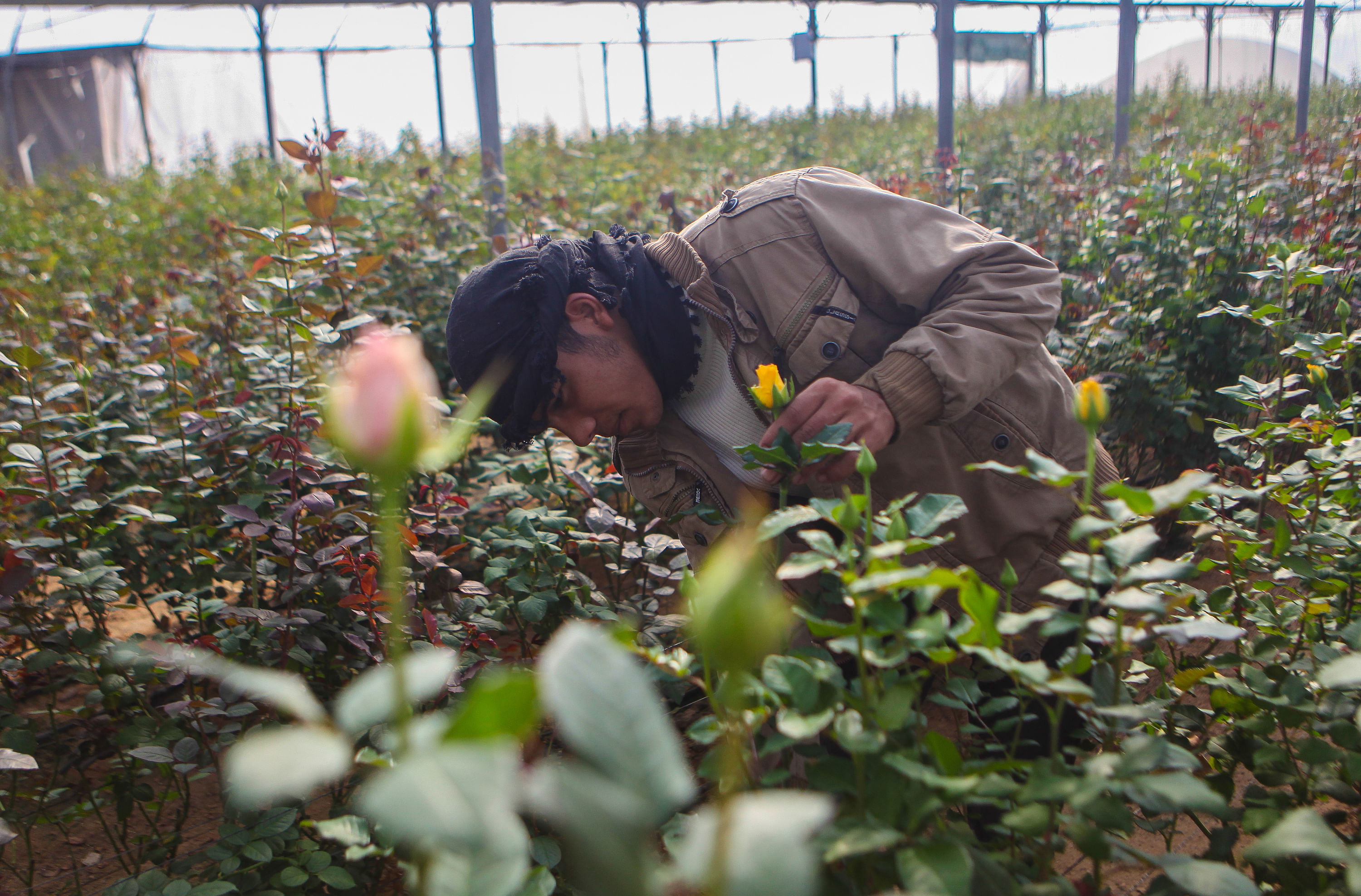 In Salah Siyams Gewächshäusern wachsen heute nur noch Rosen. Einst hatte er eine Vielzahl an Blumen, doch das ist finanziell nicht mehr lukrativ.