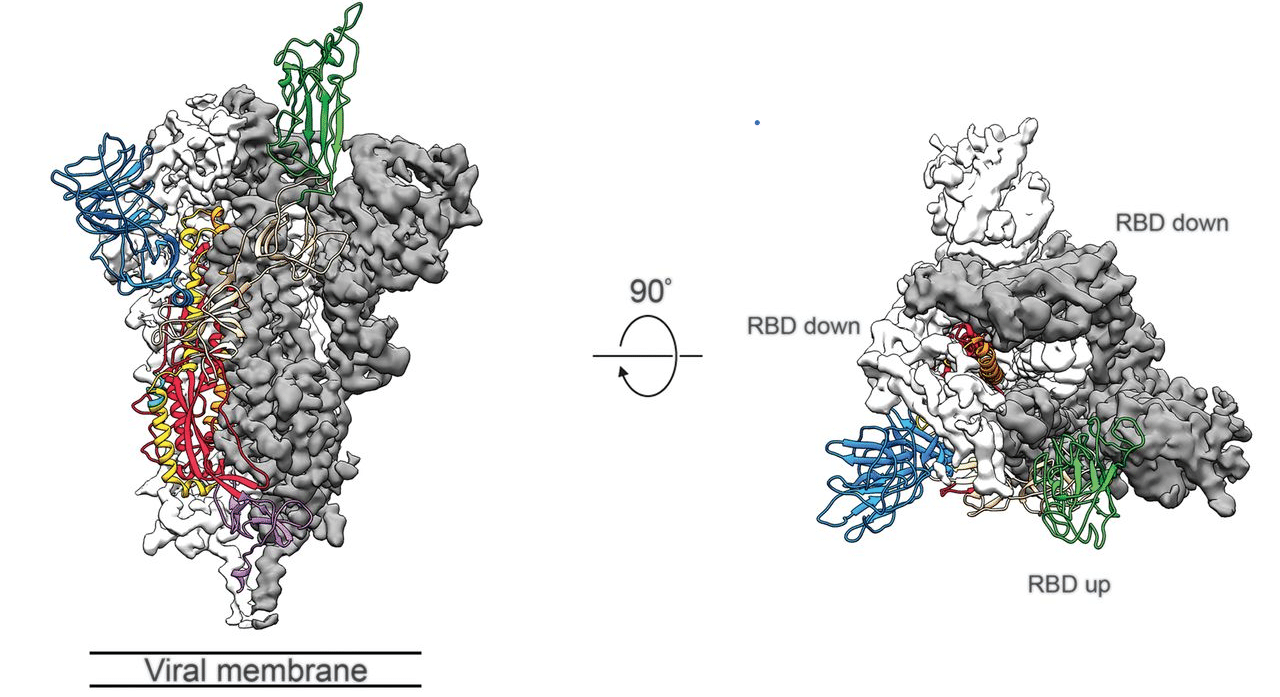 So sieht das Schlüsselprotein auf der Hüllmembran des neuartigen Coronavirus in einer Computer-Simulation aus. Links in der Seitenansicht, rechts von oben.