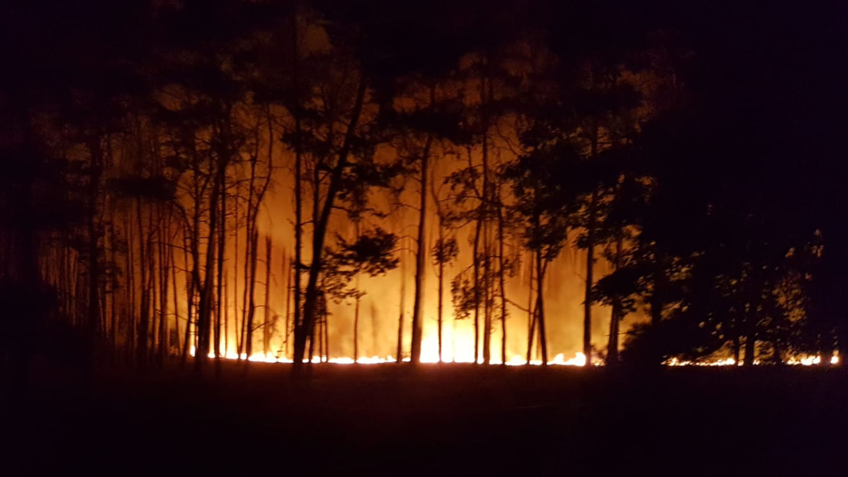 Eine dunkle Aufnahme auf hellgold-brennenden Wald