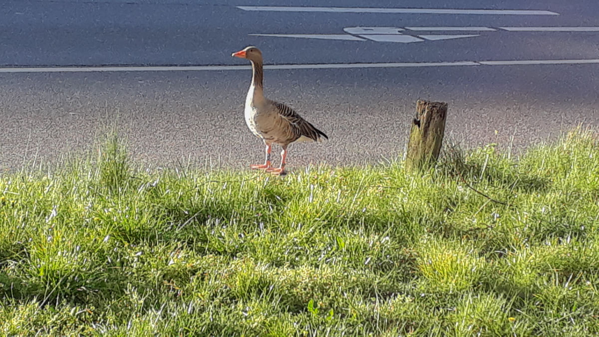 Die Gans hat Vera morgens auf der sonst stark befahrenen Straße getroffen.