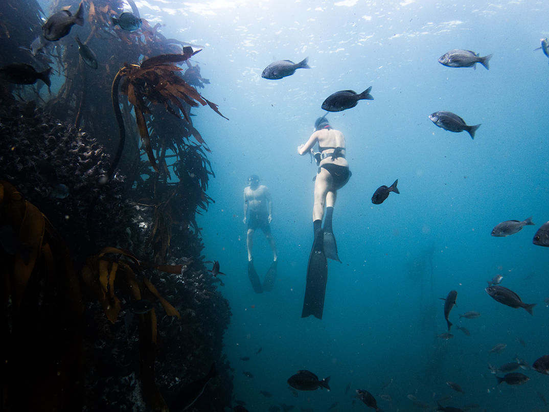 Eine Taucherin und ein Taucher nahe der Wasseroberfläche tauchend, umgeben von Fischen neben einem Wald aus Seetang im blau schimmernden Meer.