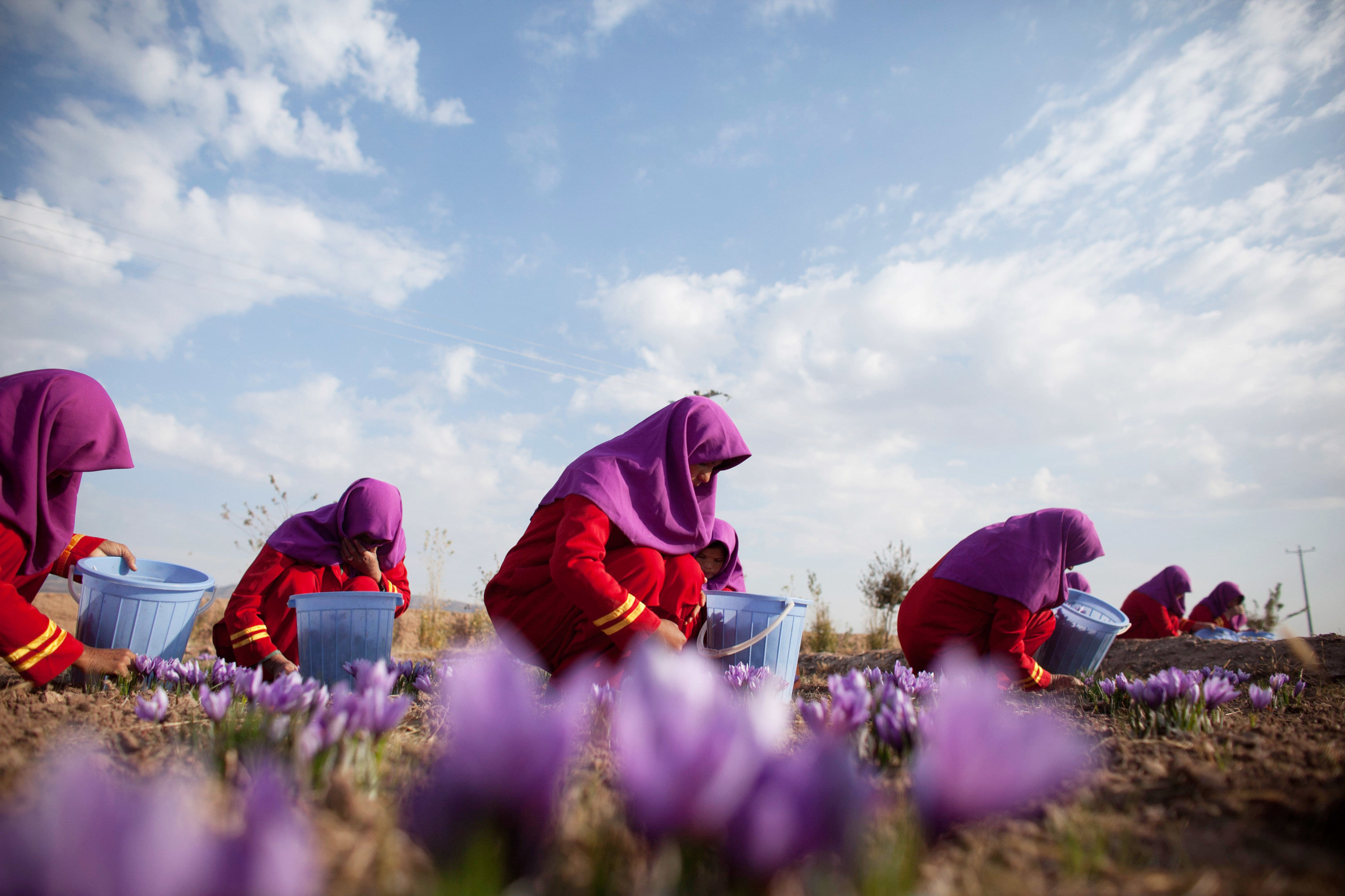 Afghanische Arbeiter:innen pflücken Safranblüten auf einer Farm am 09. November 2010 in Herat, Afghanistan.