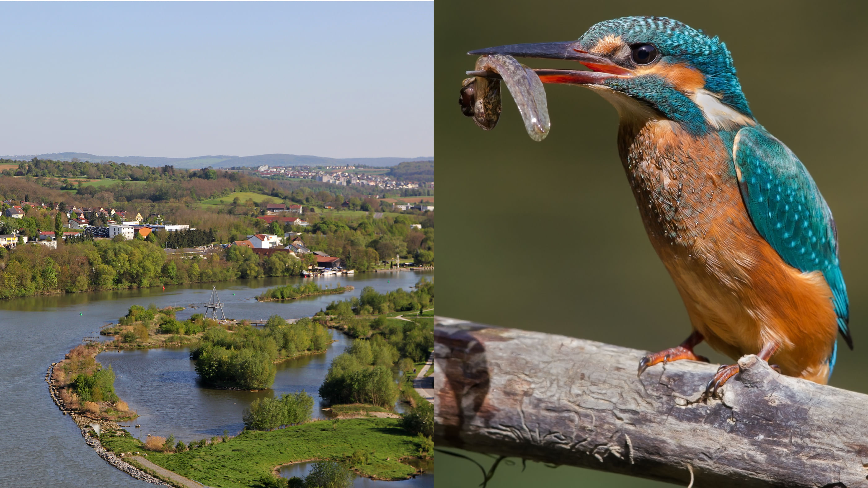 Links ist eine Flußschleife zu sehen welche sich um eine teilweise geflutete Aue schlängelt, rechts einen Vogel mit Beute im Schnabel.