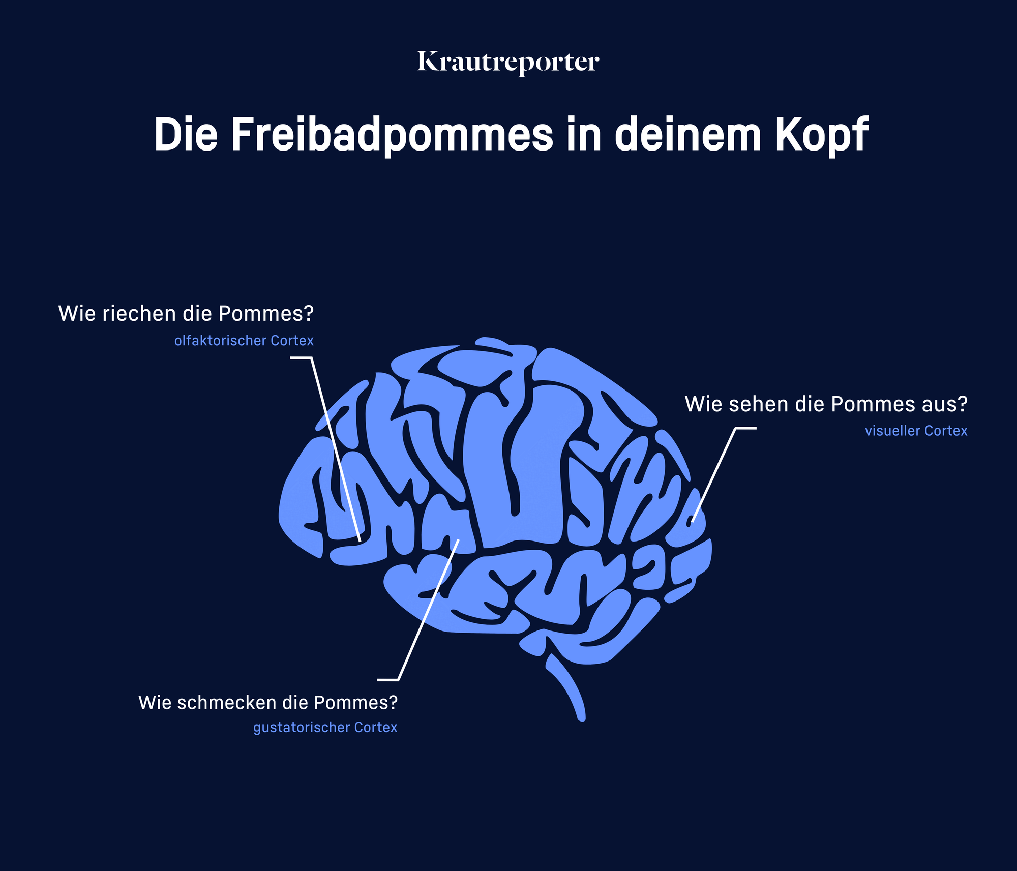 Abbildung eines menschlichen Gehirns und der Regionen visueller Kortex, olfaktorischer Kortex und gustatorischer Kortex.