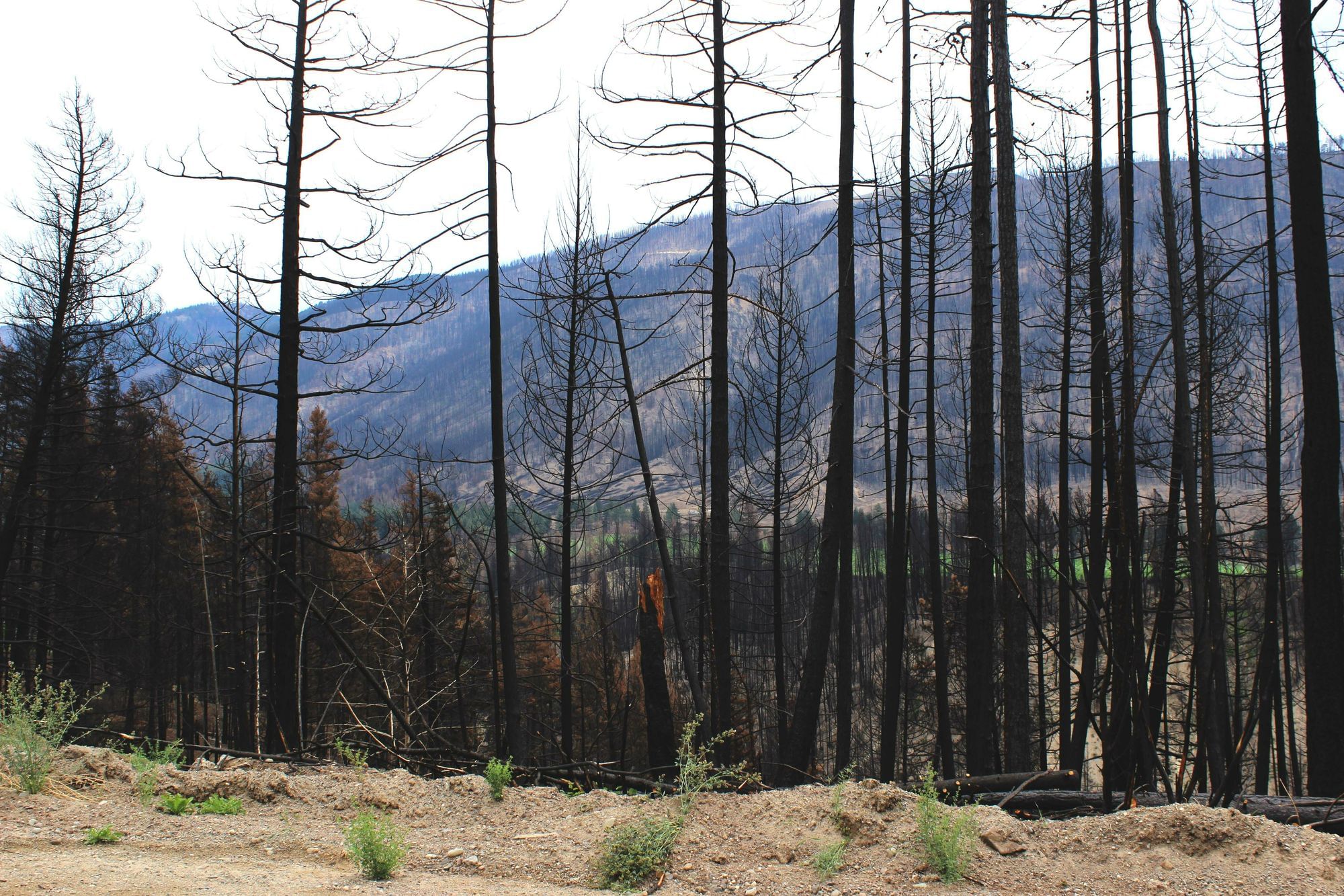 Waldkante, die Bäume sind komplett verbrannt. Wir sehen durch sie hindurch den Berrücken dahinter welcher genauso abgebrannt ist wie die Waldkante.