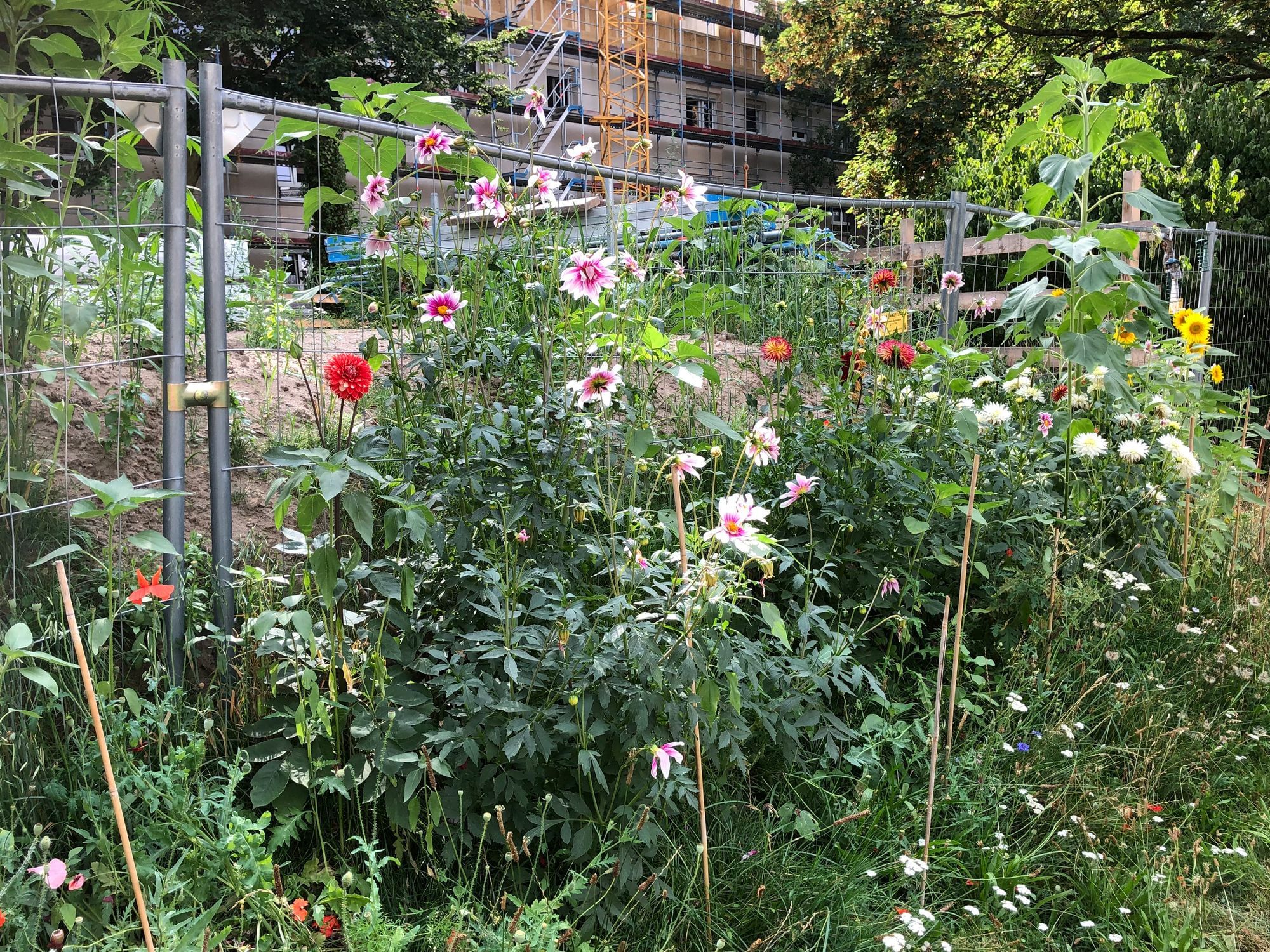 Ein urbaner Garten vor einem Bauzaun.