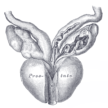 Eine medzinische Illustration der Prostata.