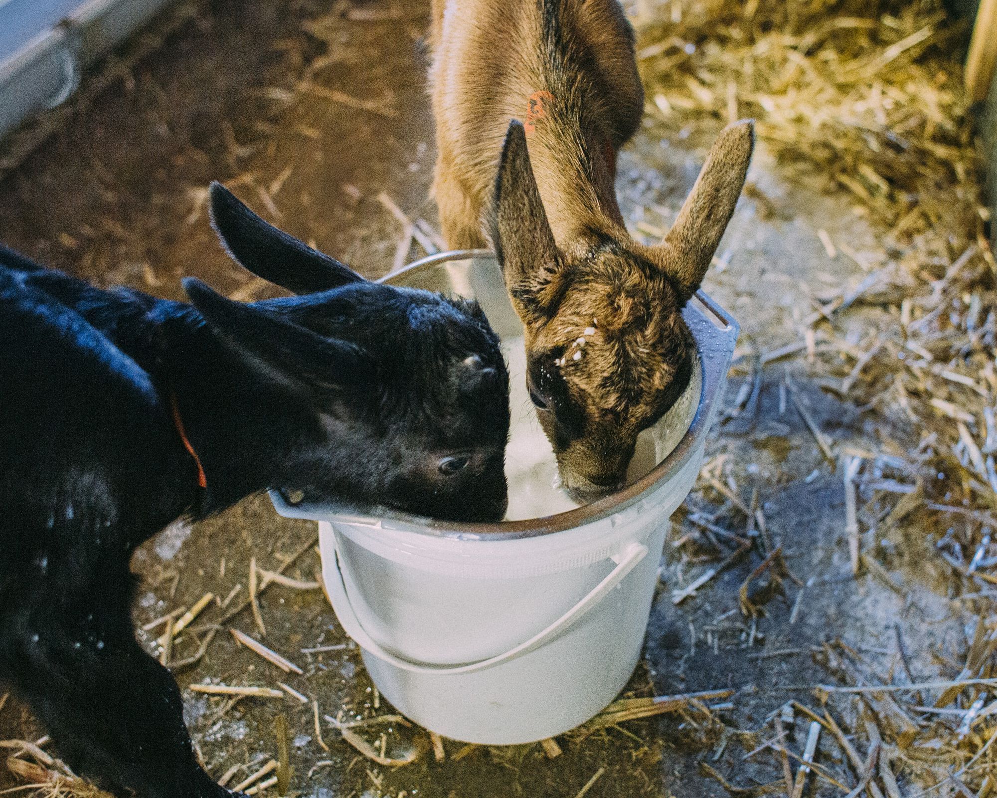 Zwei Zicklein trinken Milch aus einem Eimer.