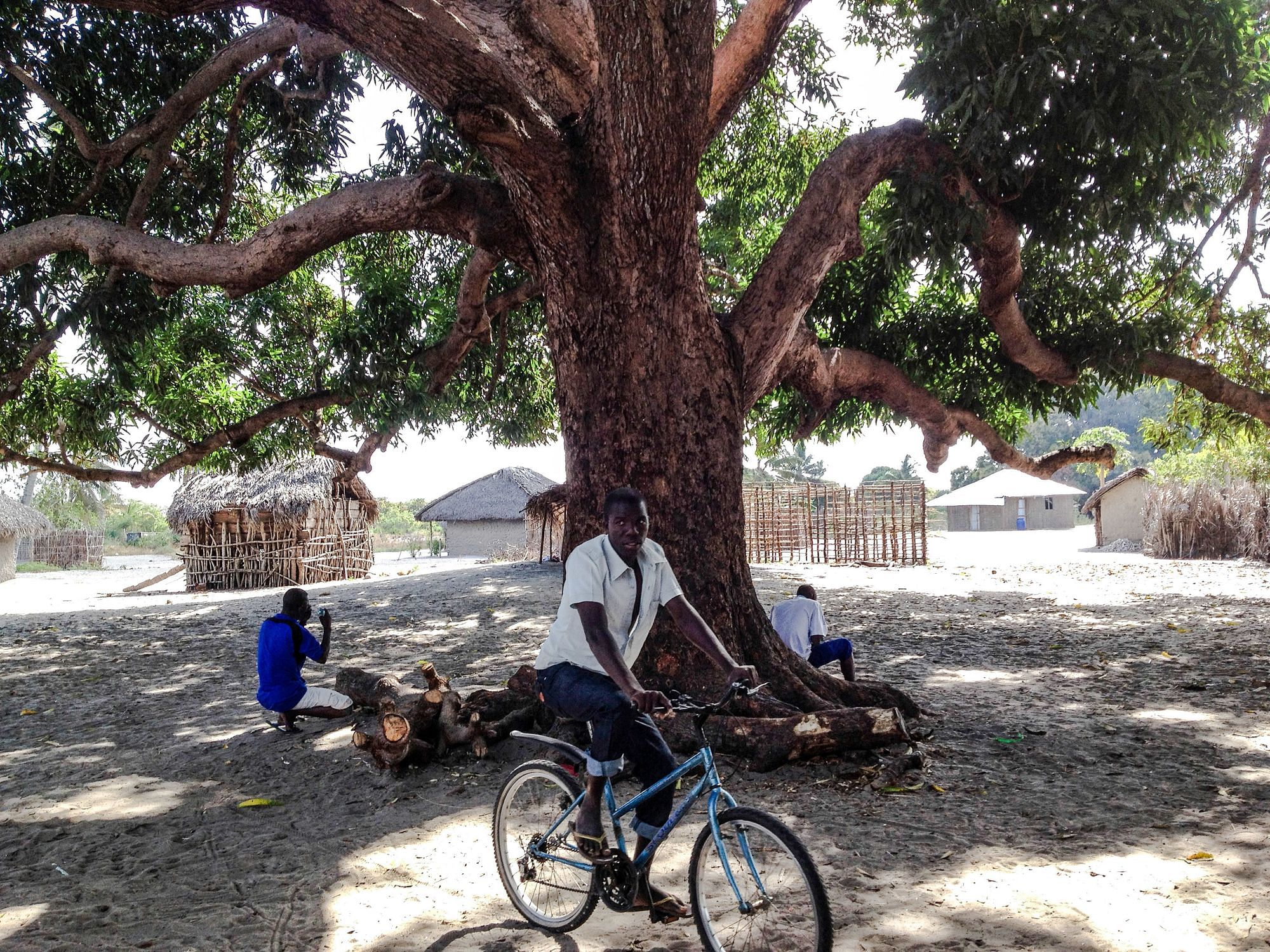 Der riesige Mangobaum im Herzen Kitupus. 