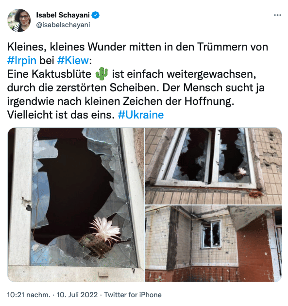 Auf dem Screenshot ist eine Kaktusblüte zu sehen, die aus einem von Bomben zerstörten Fenster hinauslugt.