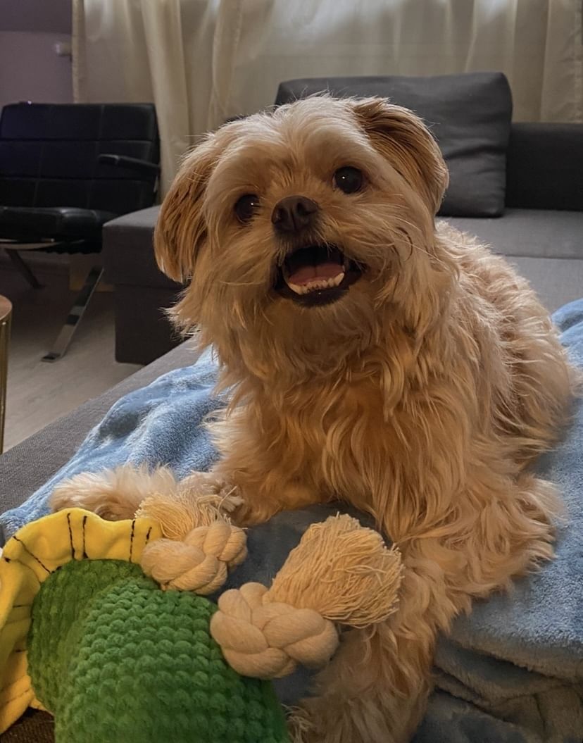 Ein kleiner, blonder Hund blickt in die Kamera. Sein Mund steht offen, vor seinen Pfoten liegt ein Plüschspielzeug.
