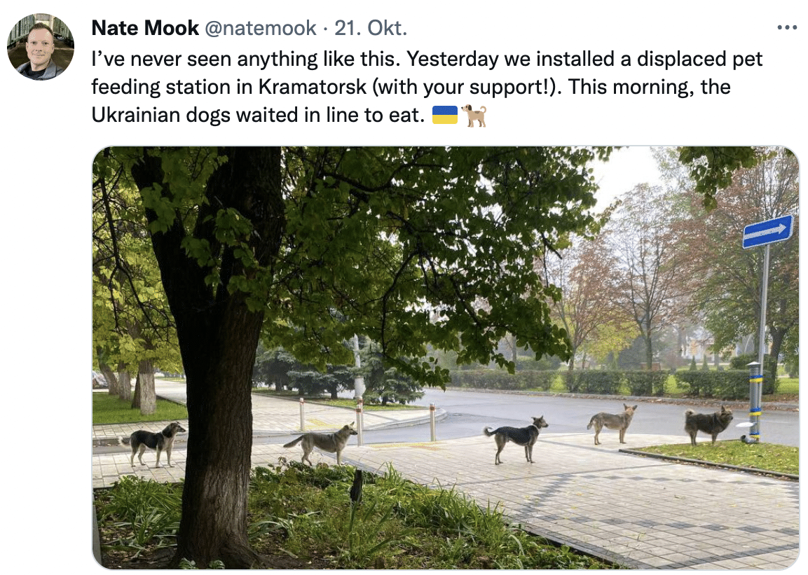 Fünf Hunde stehen brav hintereinander in einer Reihe.