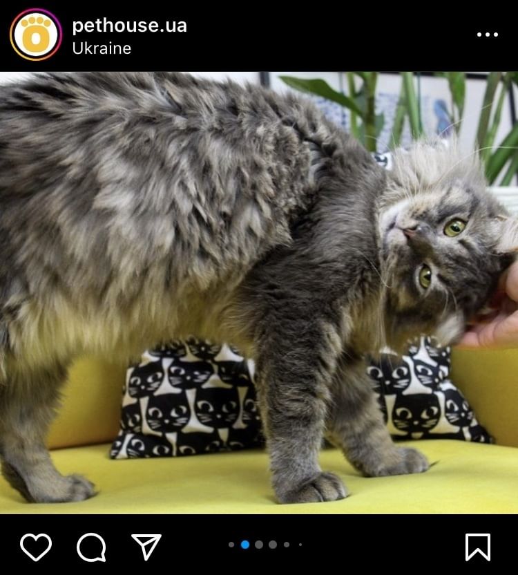 Eine Katze mit grauem, weichen Fell.