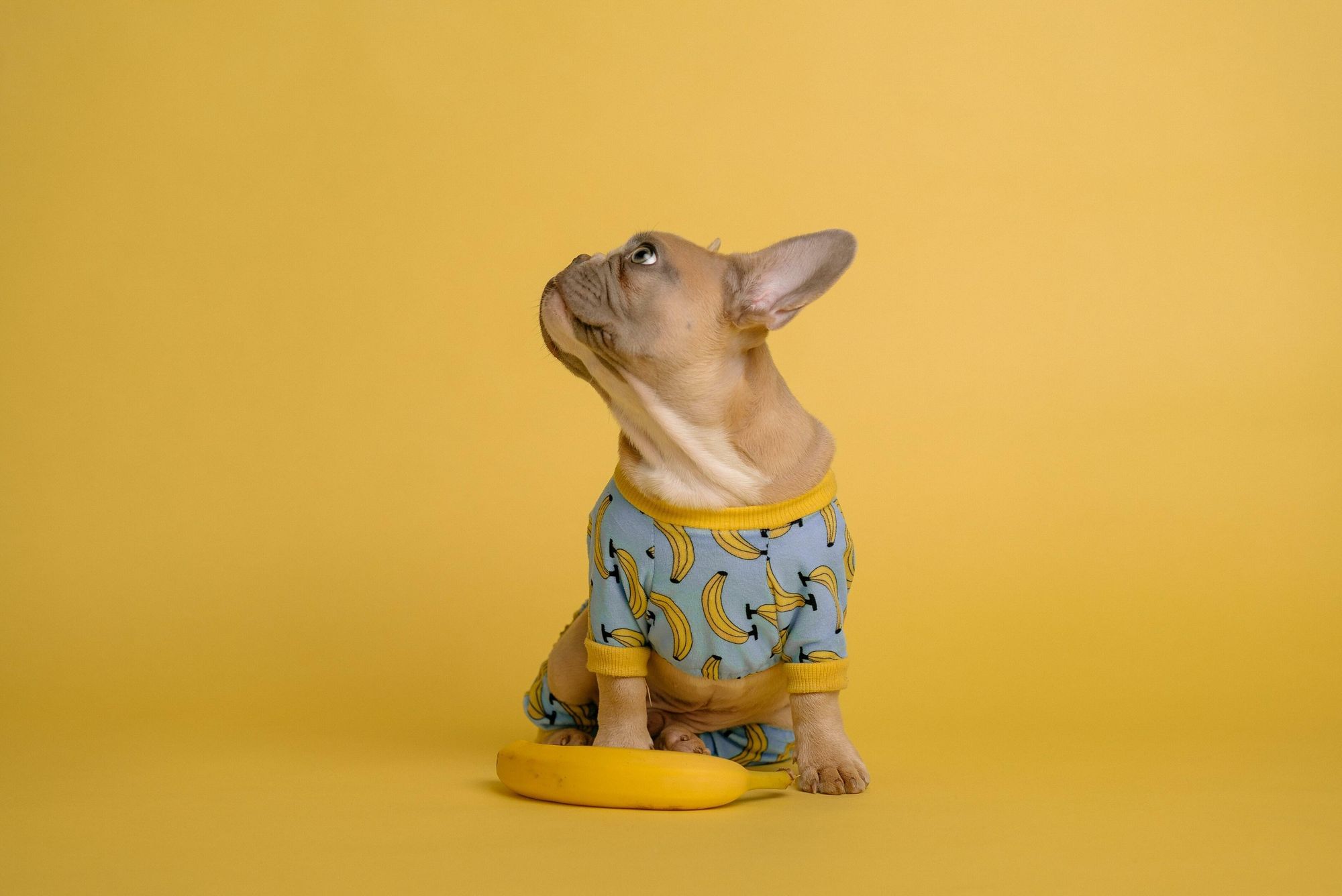 Wir sehen französische Bulldogge im Bananen-Body, vor gelbem Hintergrund und hinter einer Banane