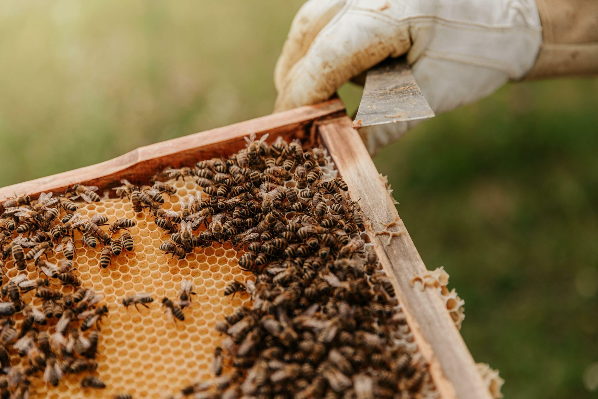 Ein Imker kümmert sich um Bienen.