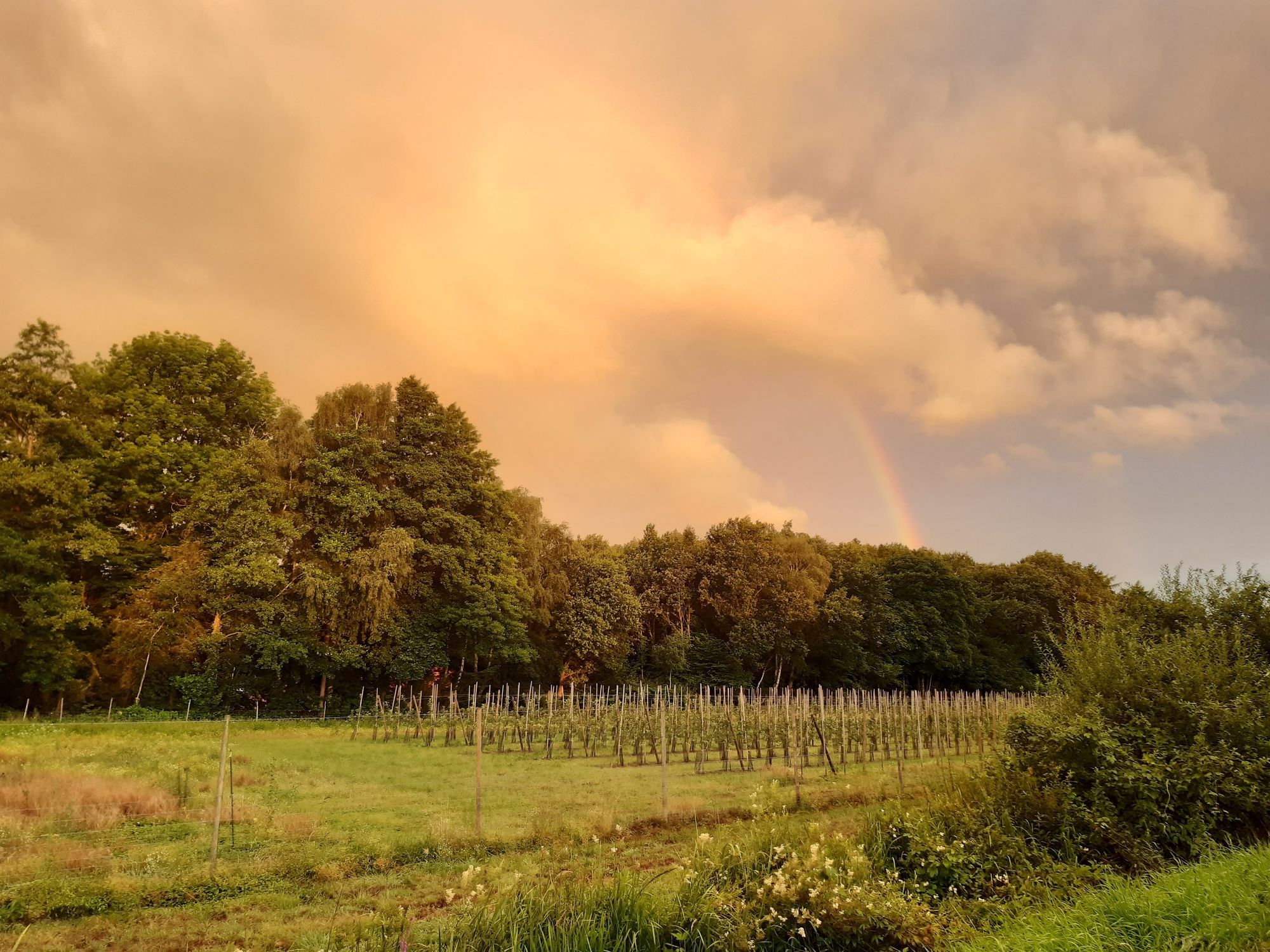 Blick auf den Obstgarten im Sommer. In der Ferne erkennt man einen Regenbogen.