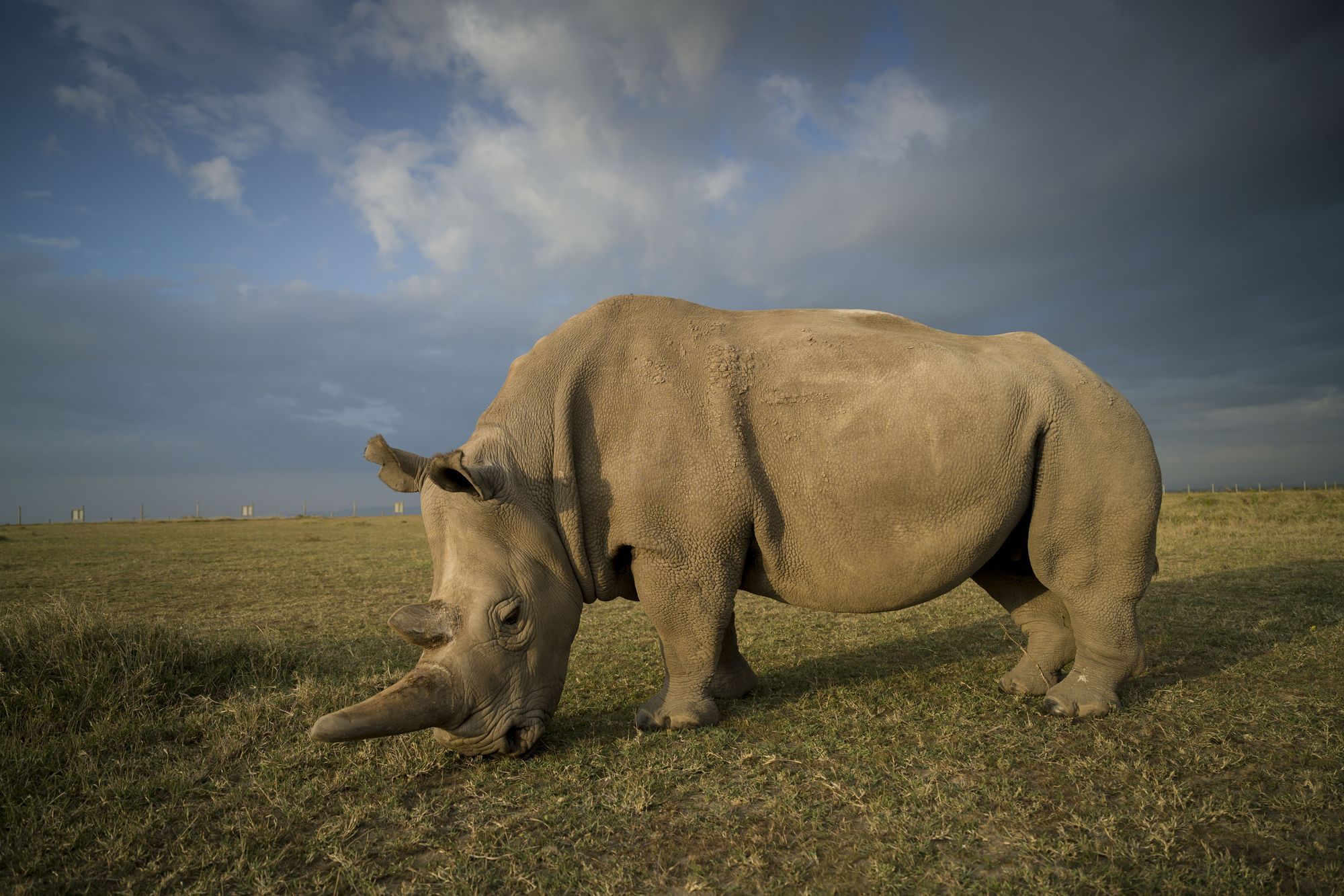 Ein Nashorn steht auf einer Wiese. Der Himmel ist wolkenverhangen.