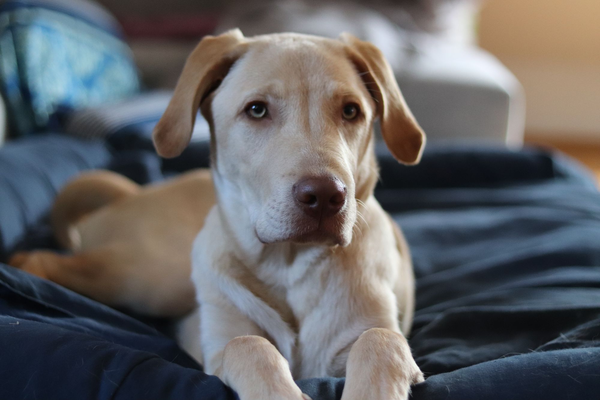 Ein beigefarbener Labrador-Appenzeller-Mischling.