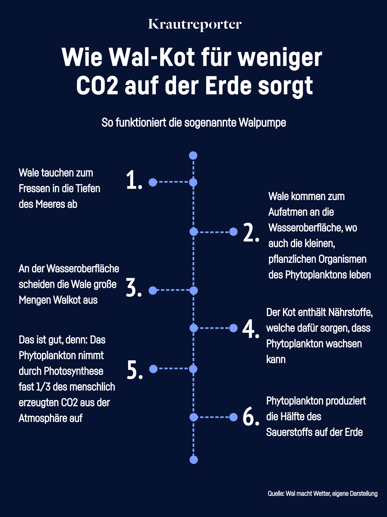 Die einzelnen Schritte der Walpumpe. Von Auftauchen der Wale bis zum Aufnehmen der Nährstoffe im Kot durch sog. Phytoplankton.