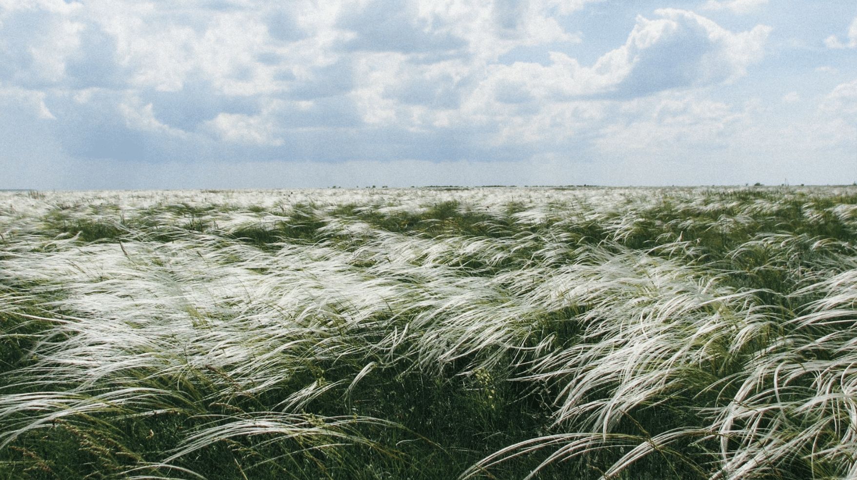 Im Vordergrund sieht man dunkelgrün-weiße Gräser, die sich im Wind nach links neigen. Im Hintergrund ein hellblauer Himmel mit weißen Wolken.