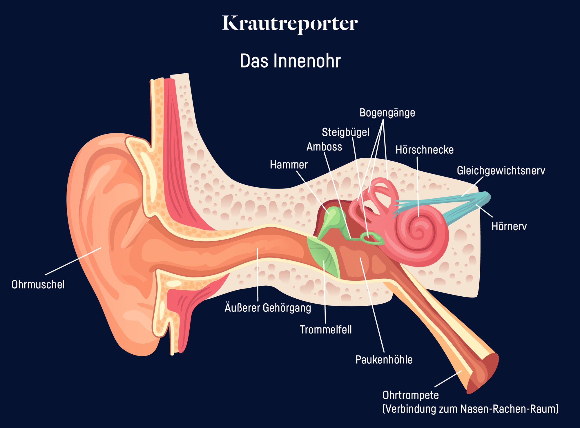 Abgebildet ist ein Querschnitt des Innenohrs mit den anatomischen Bezeichungen der einzelnen Teile