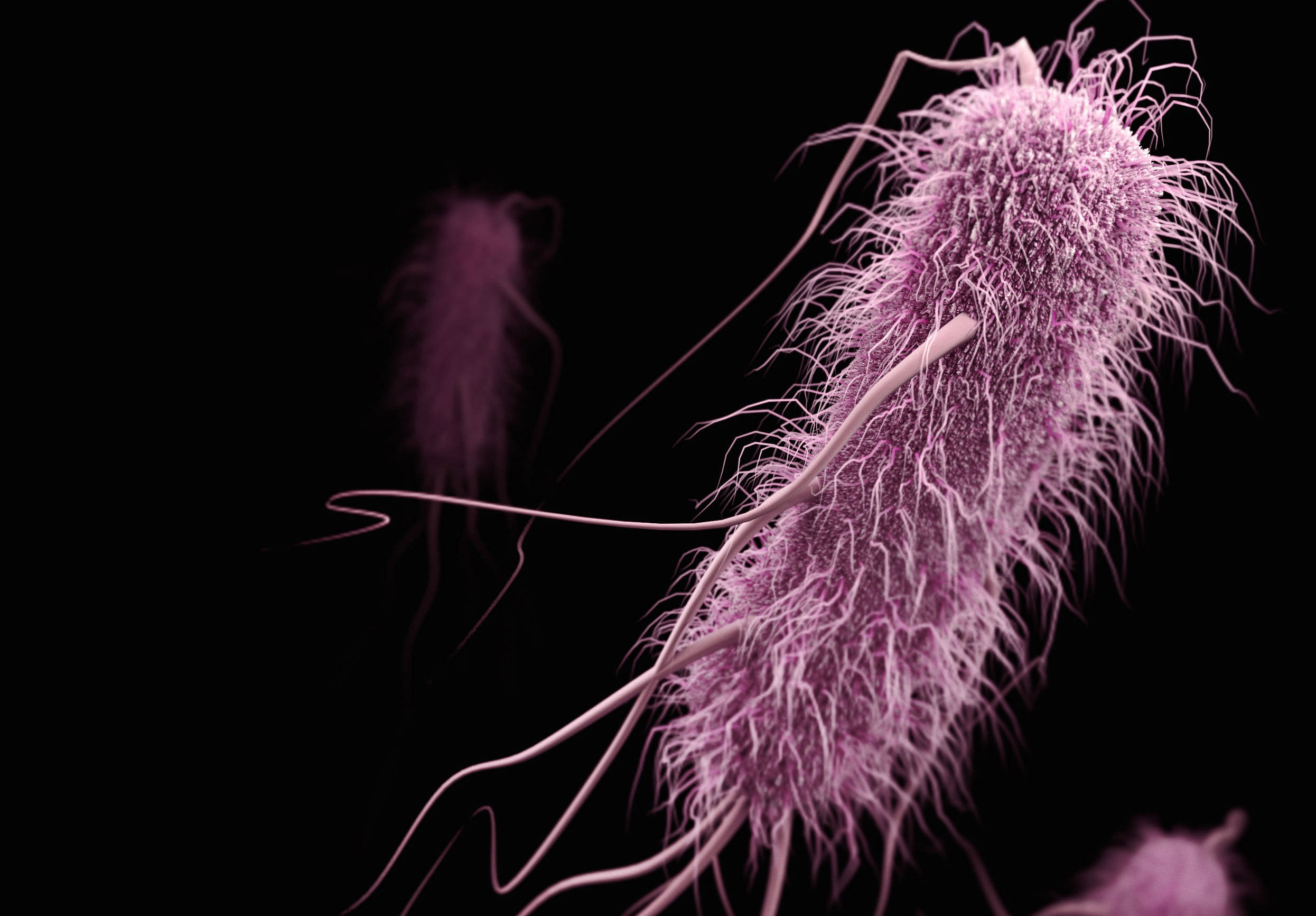 Computergeneriertes Bild eines ESBL-produzierenden Enterobakteriums