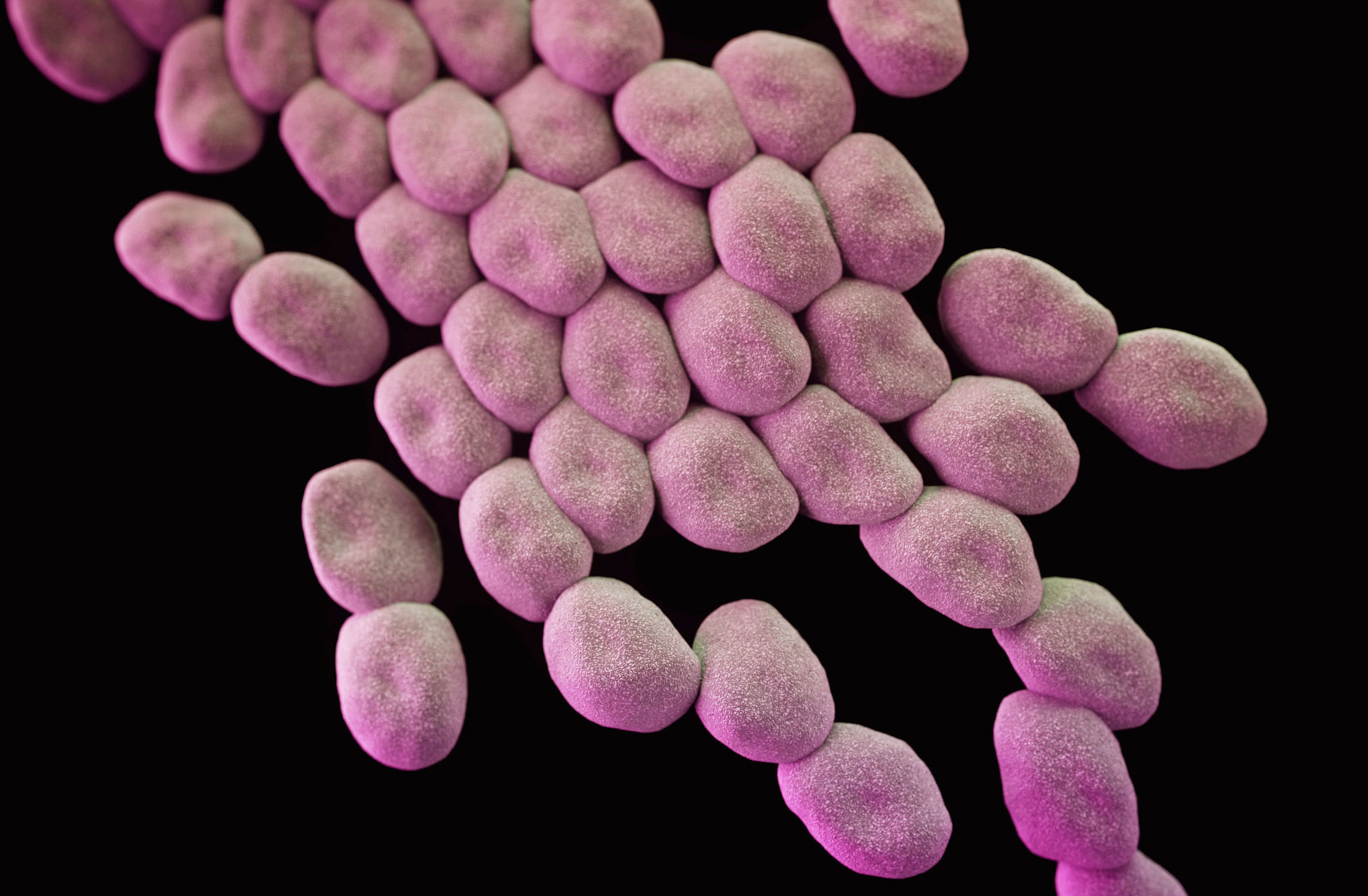 Resistenter Acinetobacter