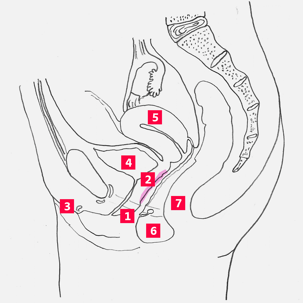 1=Vagina, 2=G-Punkt, 3=Klitoris, 4=Blase, 5=Gebärmutter, 6=Damm, 7=Anus