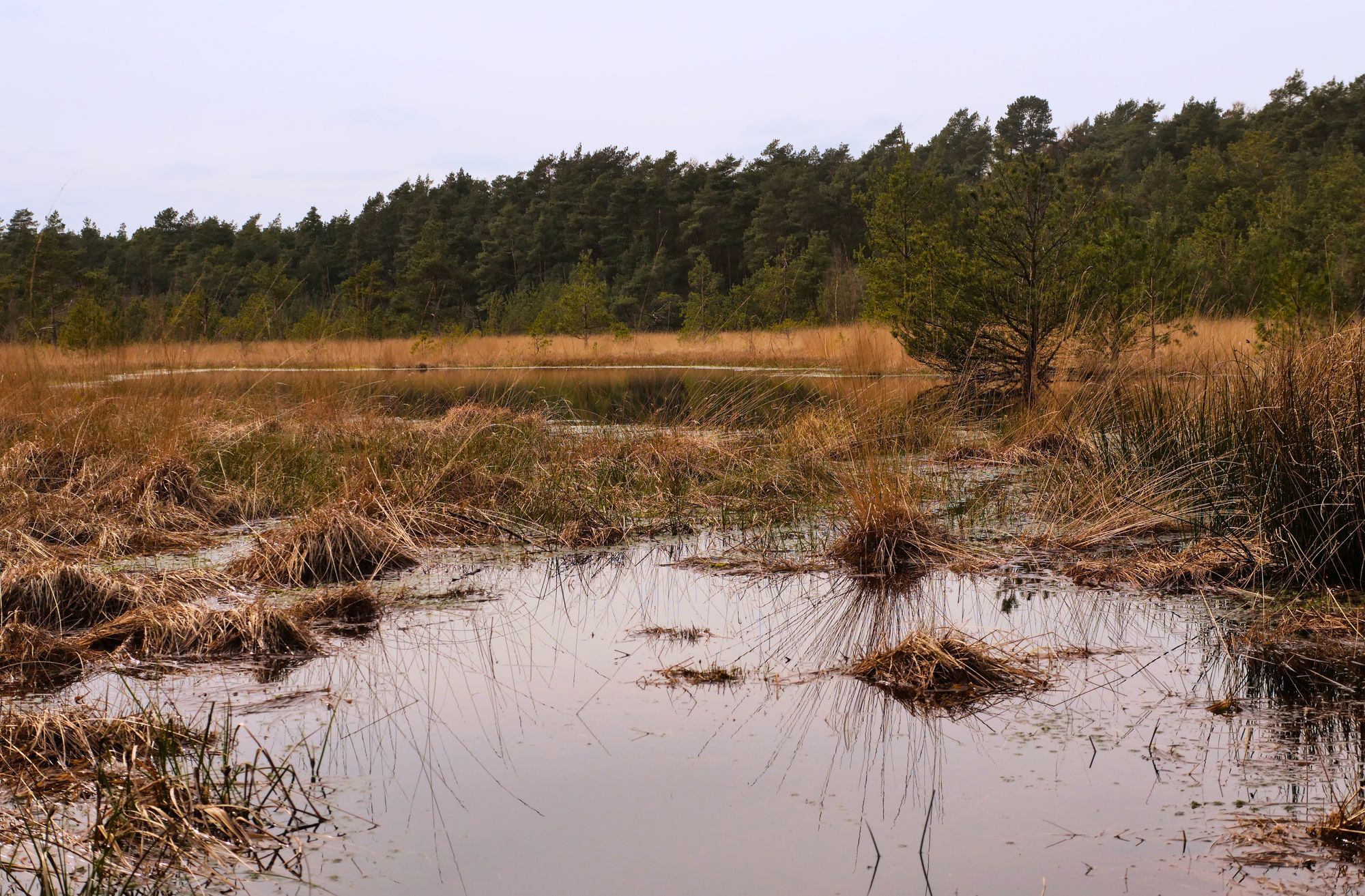 Ein Moor. Im Vordergrund ist Wasser, im Hintergrund sieht man eine Waldgrenze.