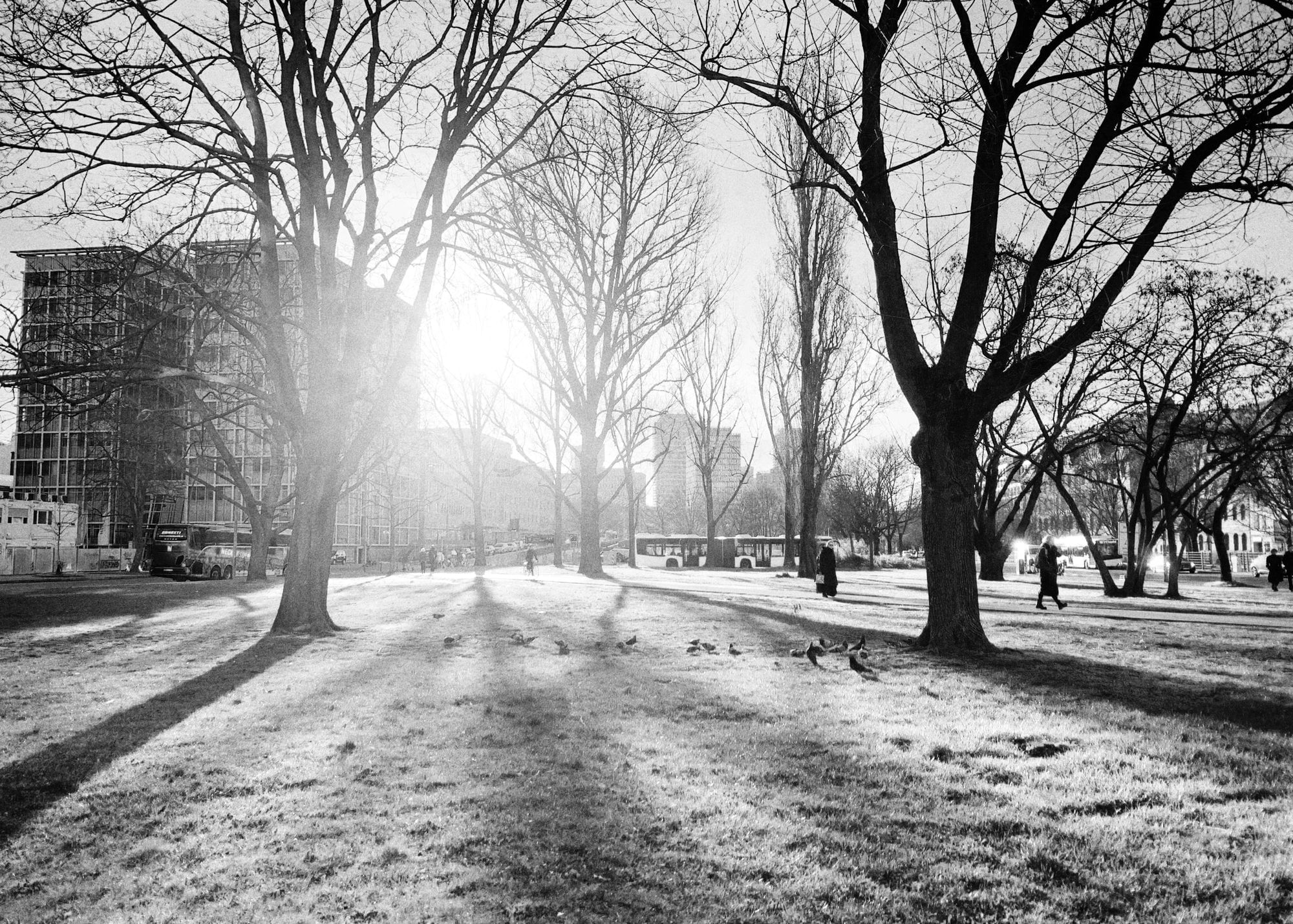 Das Bild zeigt eine Parkszene in Schwarz-Weiß. Im Vordergrund erstreckt sich eine grasbewachsene Fläche mit vereinzelten Bäumen. Die tiefstehende Sonne scheint durch die Äste der kahlen Bäume, wodurch lange Schatten auf dem Boden entstehen. Mehrere Menschen sind zu sehen, die durch den Park spazieren. Auf der linken Seite des Bildes ist ein modernes Gebäude mit einer Glasfassade und Baugerüsten zu erkennen. Im Hintergrund sind weitere städtische Strukturen und ein Bus zu sehen.