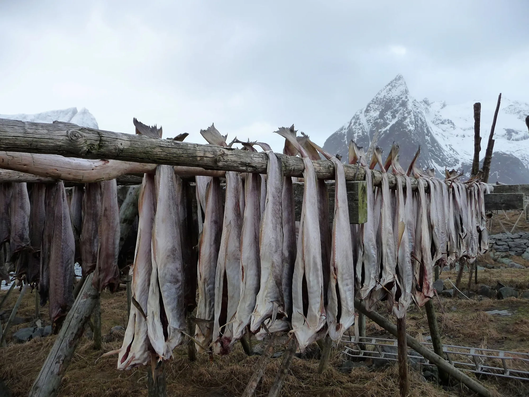Ausgenommene Fische hängen über Stöcken