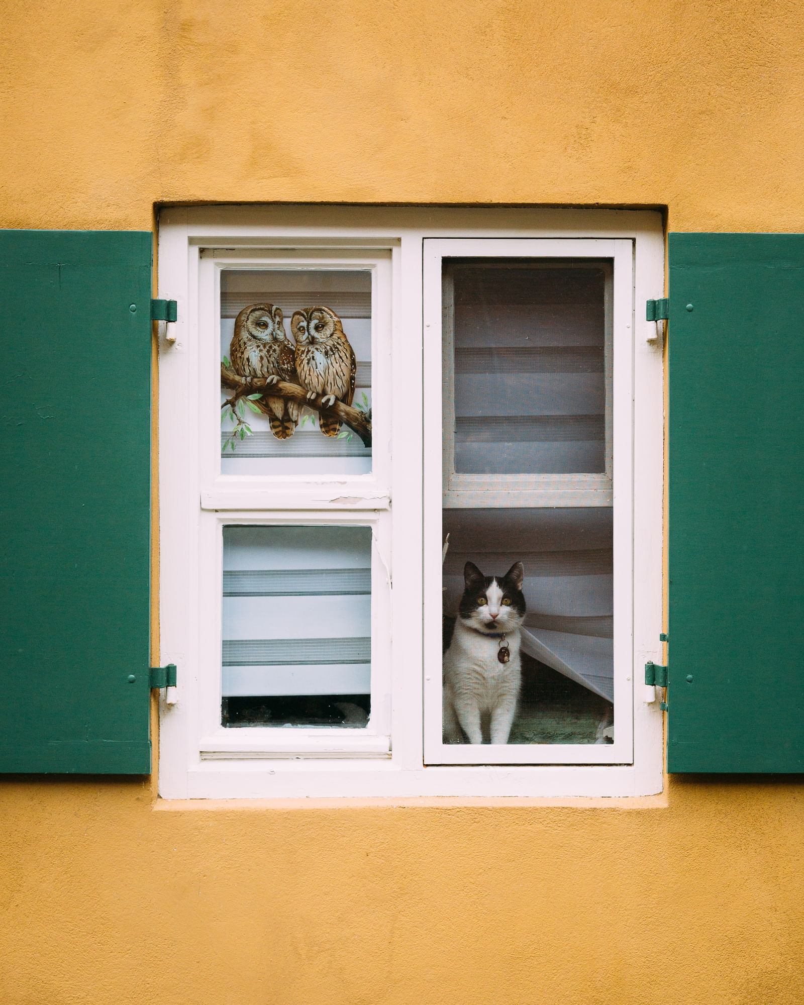 Eine schwarz weiße Katze sitzt in einem Fenster. Die Fensterläden sind grün.