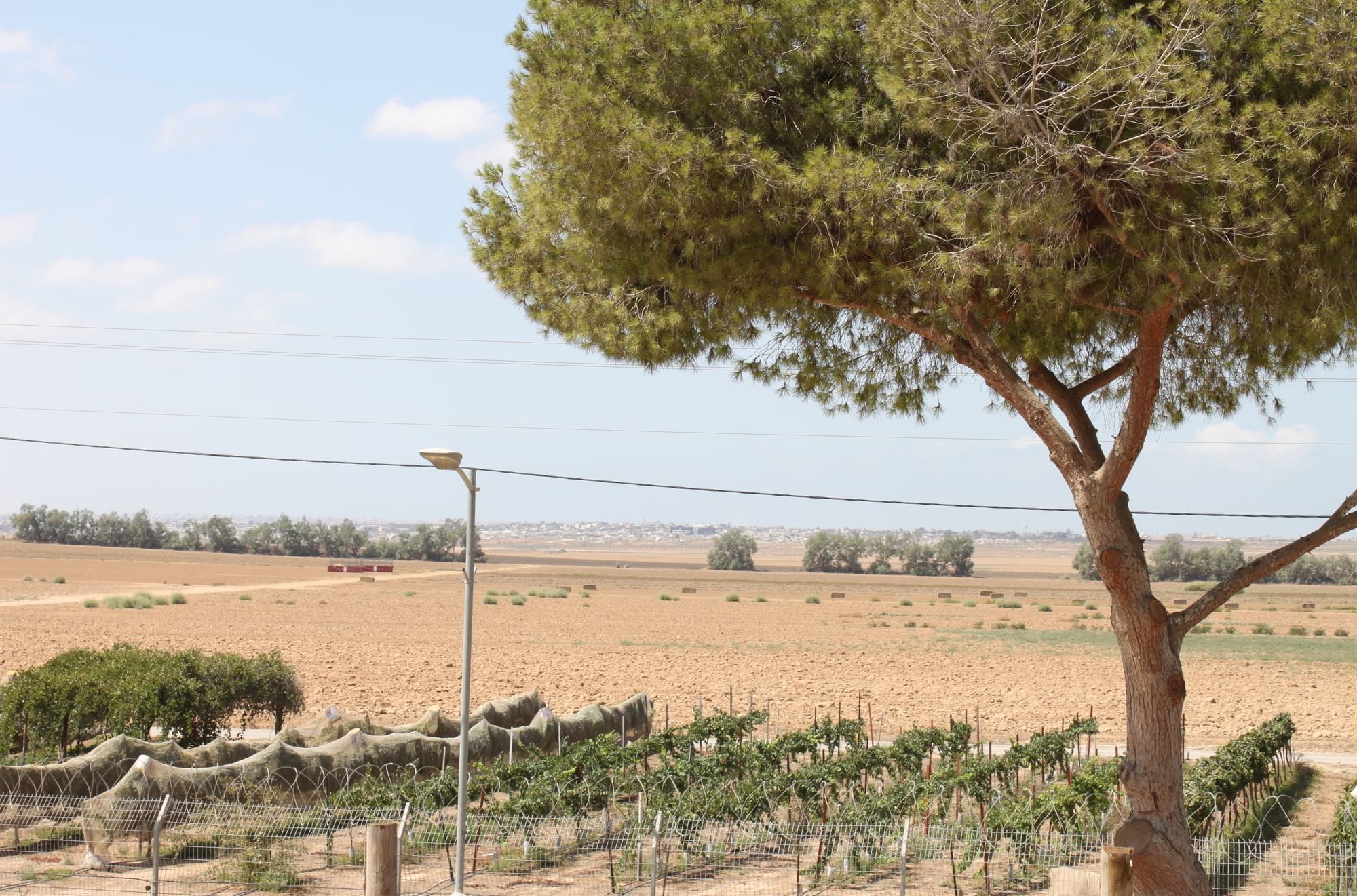 Blick auf ein Feld. Im Vordergrund steht ein Baum. Im Hintergrund sieht man eine Stadt.
